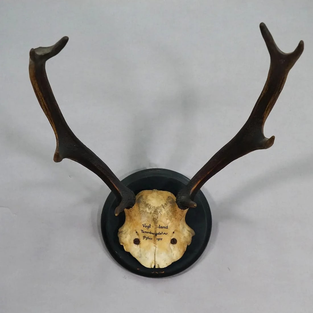 Great Antique Deer Trophy on Wooden Plaque, Germany 1917 - 5