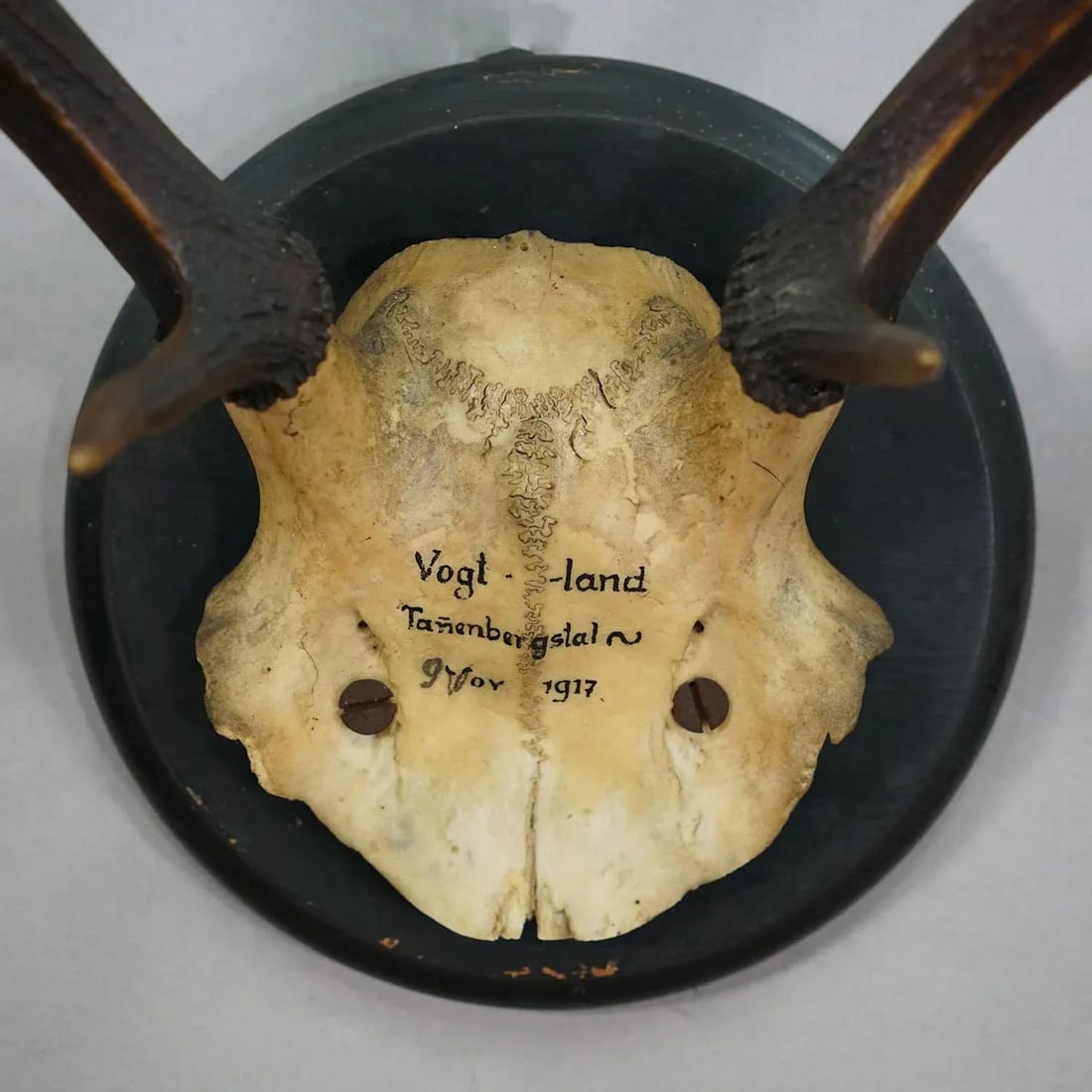 Great Antique Deer Trophy on Wooden Plaque, Germany 1917 - 6