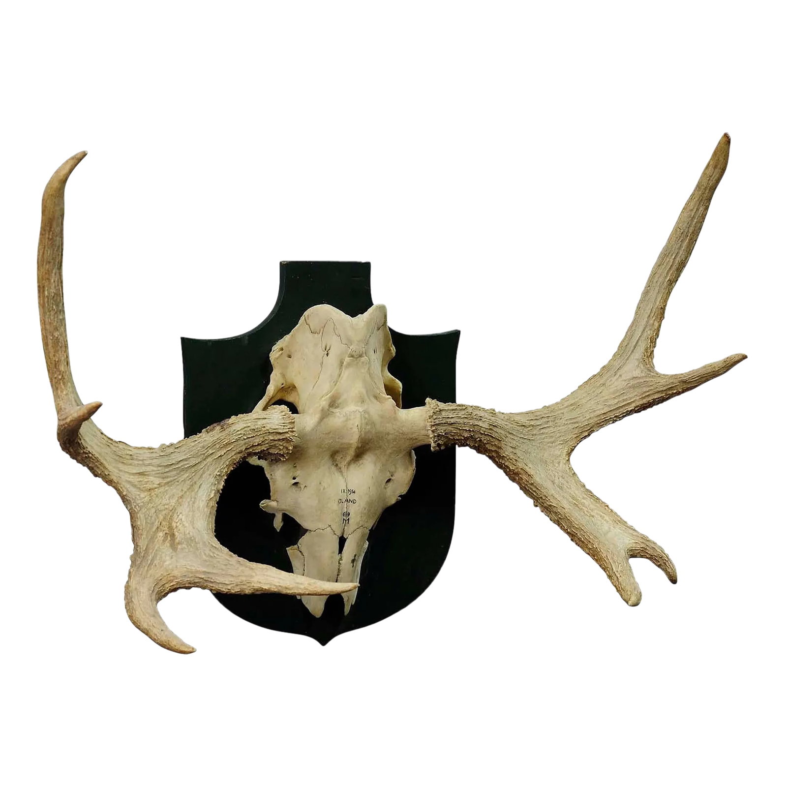 Moose Trophy From a Noble Estate in Germany Shot in Oeland 1956: Moose Trophy from a Noble Estate in Germany Shot in Oeland 1956 An impressive moose (Alces alces) trophy from a noble estate, shot in Oeland 1956 by a member of the lordly family of Baden. Mounted on 