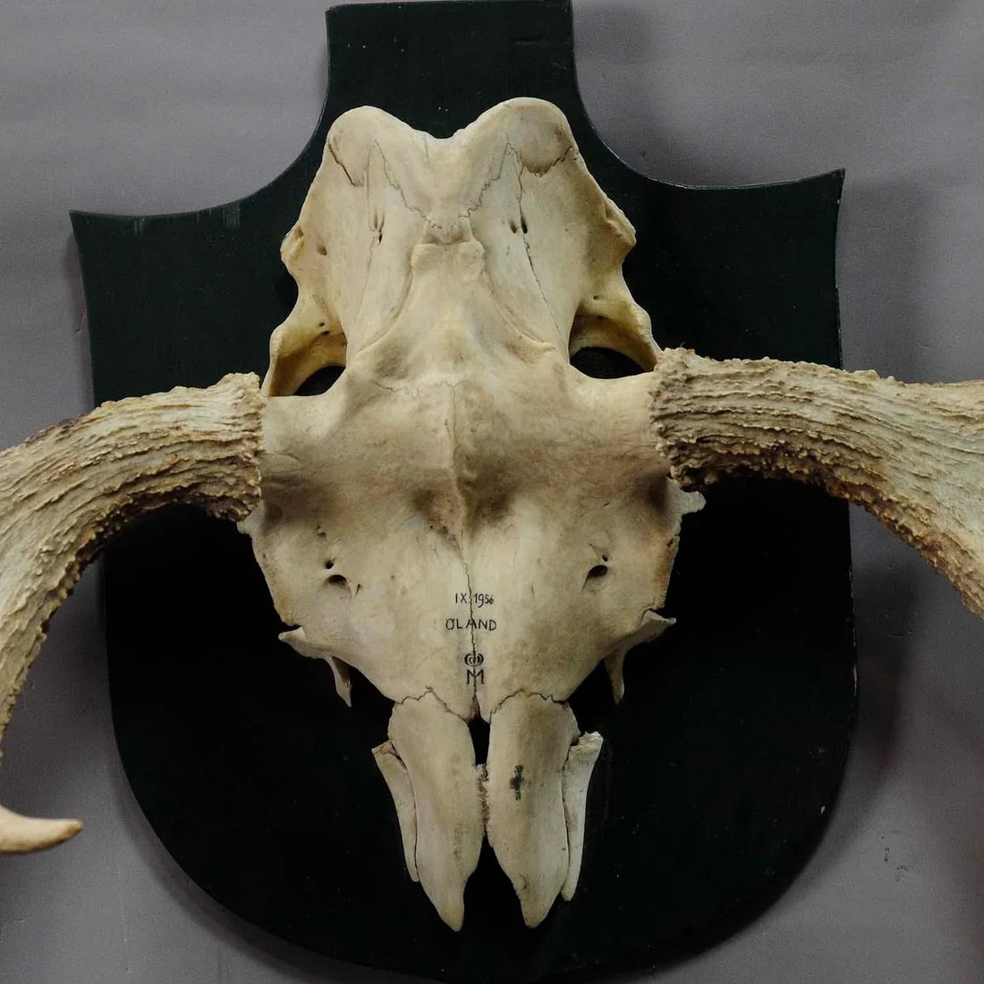 Moose Trophy From a Noble Estate in Germany Shot in Oeland 1956 - 2