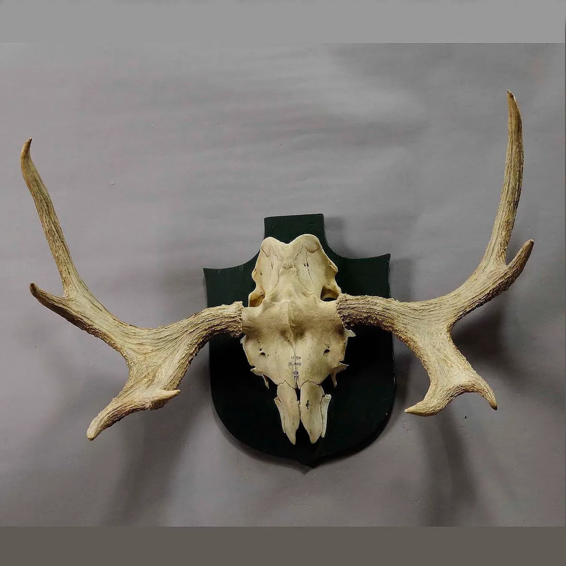 Moose Trophy From a Noble Estate in Germany Shot in Oeland 1956 - 3
