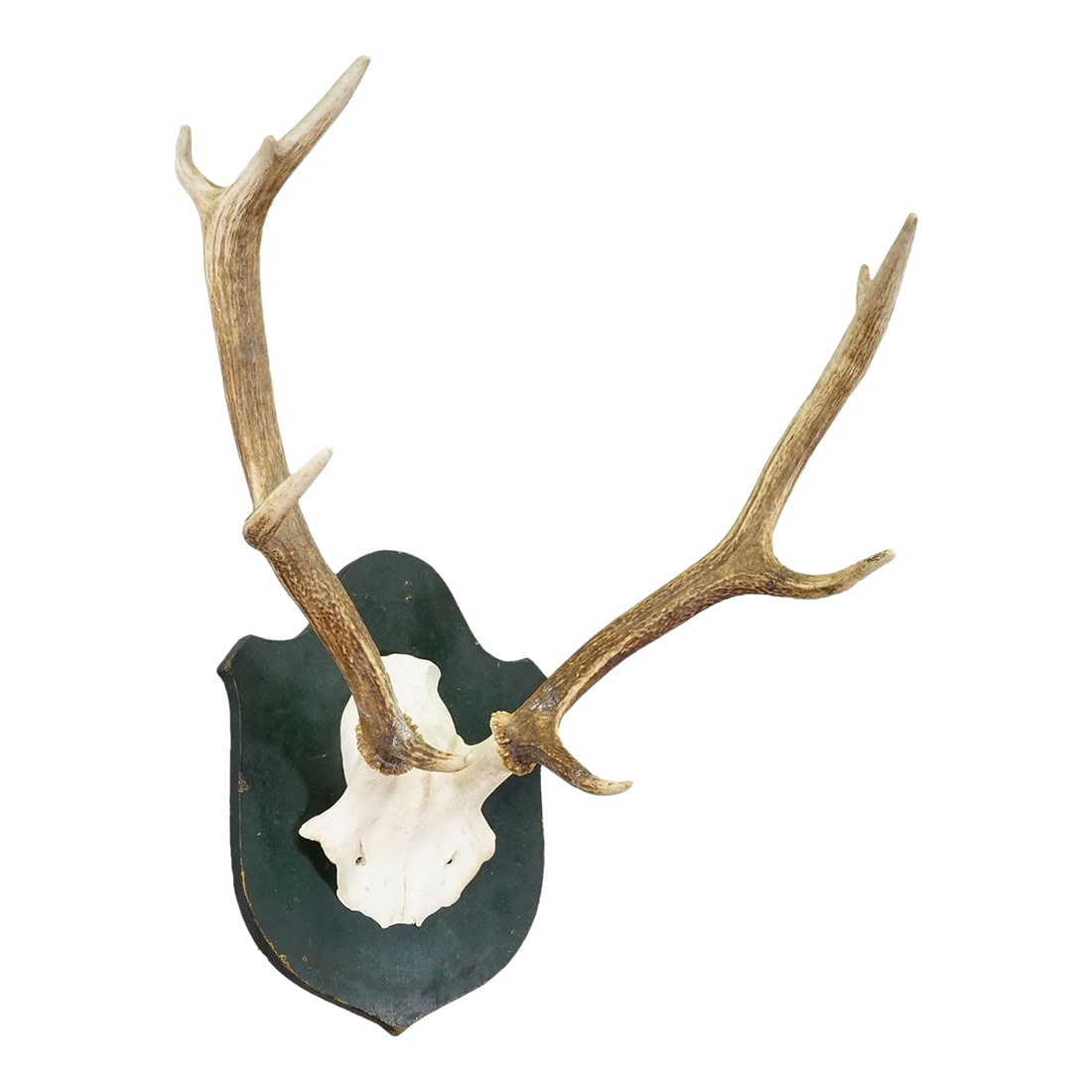 Large Black Forest Red Deer Trophy on Carved Plaque - Germany 1920: Large Black Forest Red Deer Trophy on Carved Plaque - Germany 1920 An antique trophy of the unequal 10-pointer red deer (Cervus elaphus) from Salem Castle in southern Germany. Shot by a member of the 