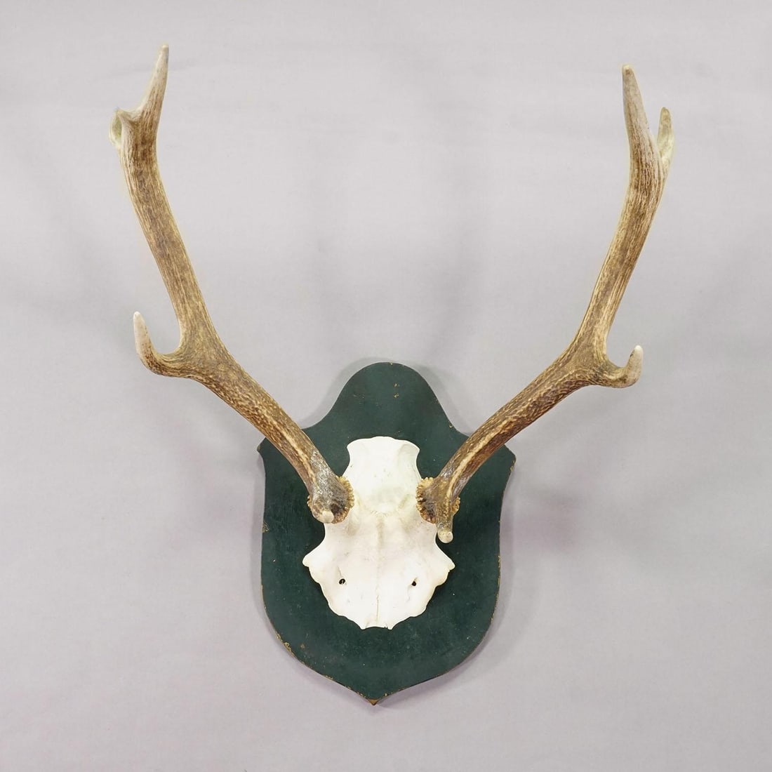Large Black Forest Red Deer Trophy on Carved Plaque - Germany 1920 - 2