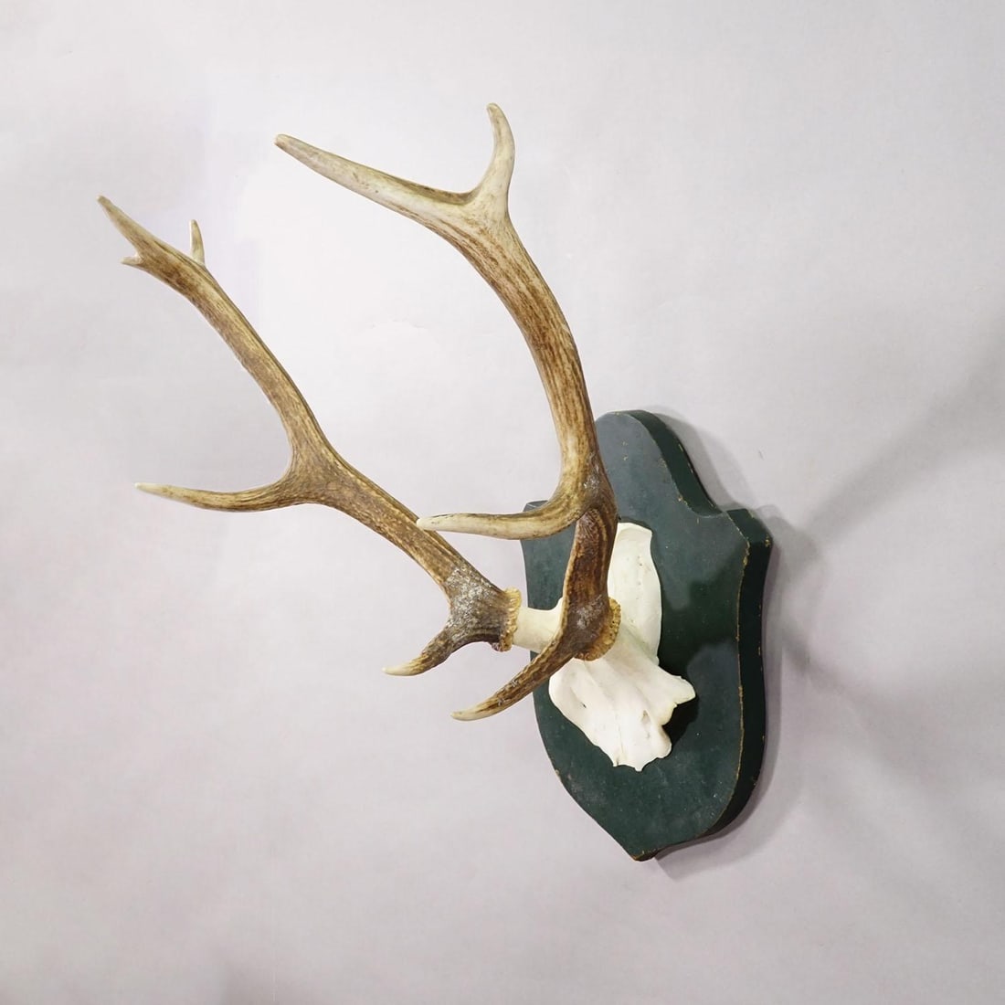 Large Black Forest Red Deer Trophy on Carved Plaque - Germany 1920 - 3