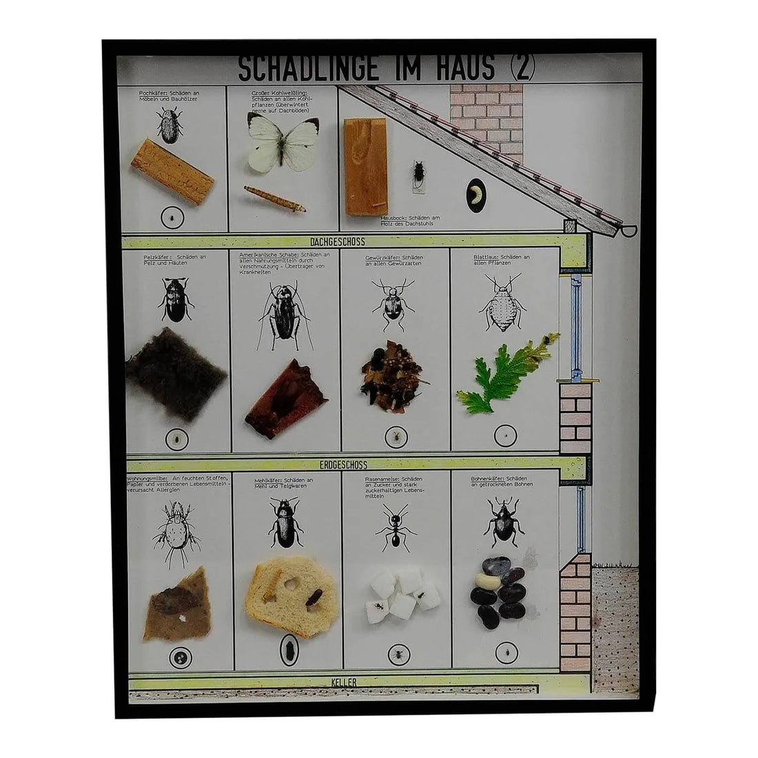 Great Vintage School Teaching Display of Household Pests: Great Vintage School Teaching Display of Household pests A vintage school teaching showcase with household pests specimen behind glass. Used as teaching material in German schools ca. 1960. Measures: 