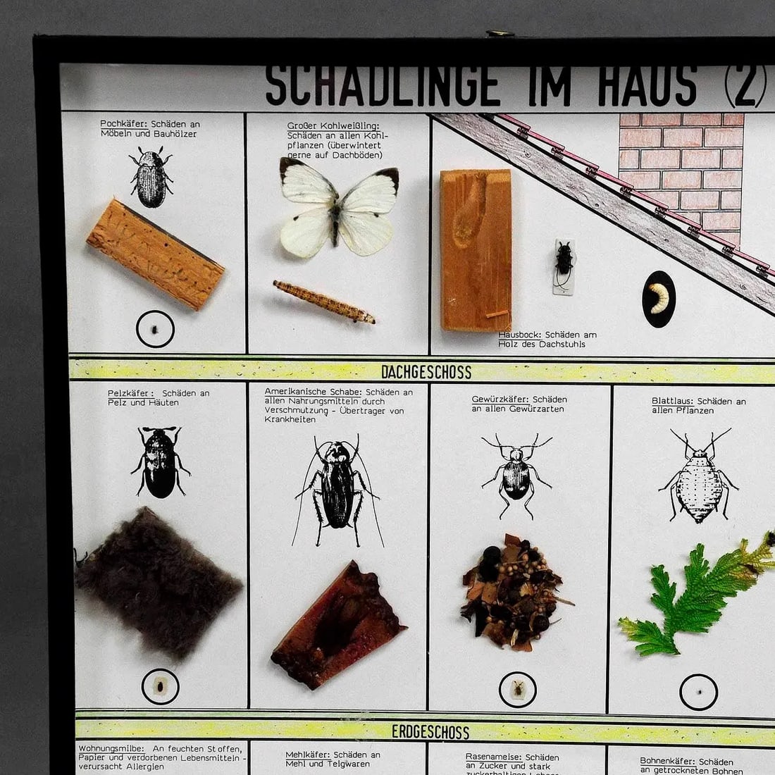 Great Vintage School Teaching Display of Household Pests - 2