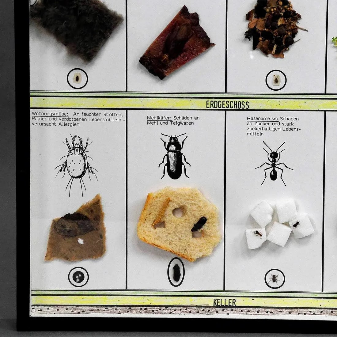 Great Vintage School Teaching Display of Household Pests - 3