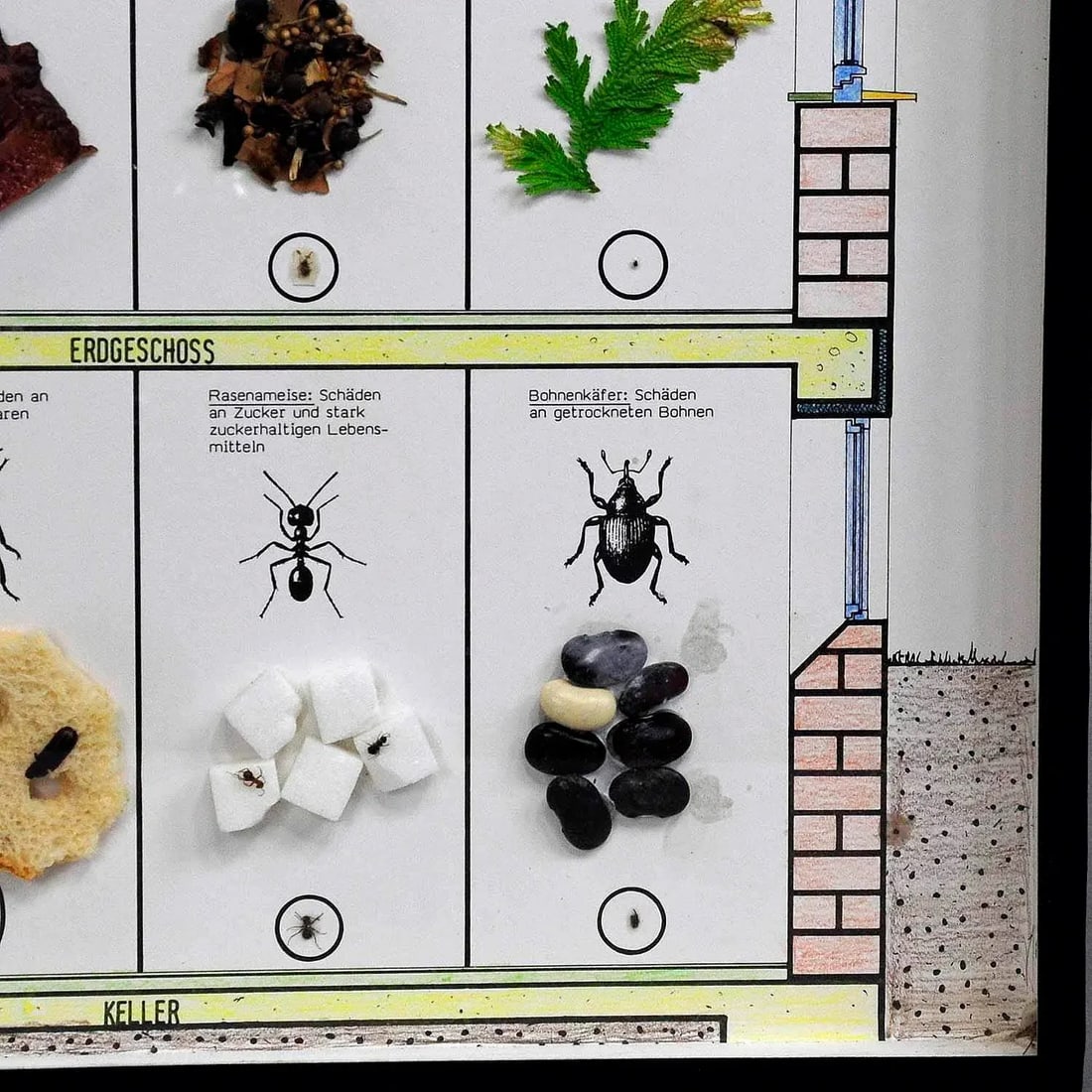 Great Vintage School Teaching Display of Household Pests - 4