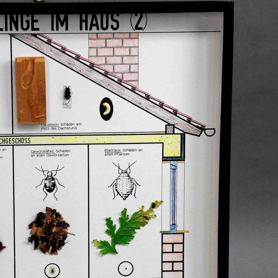Great Vintage School Teaching Display of Household Pests - 5