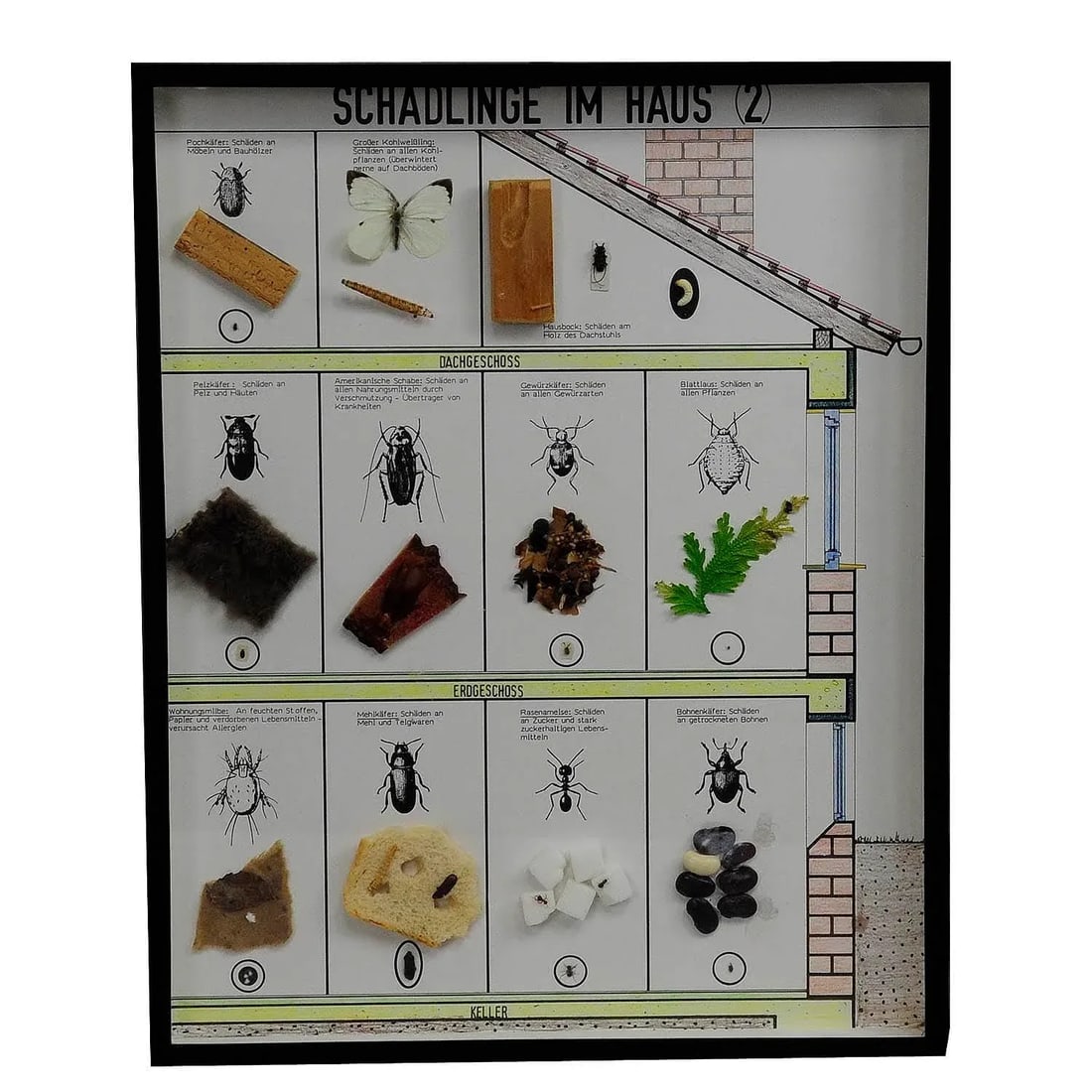 Great Vintage School Teaching Display of Household Pests - 7