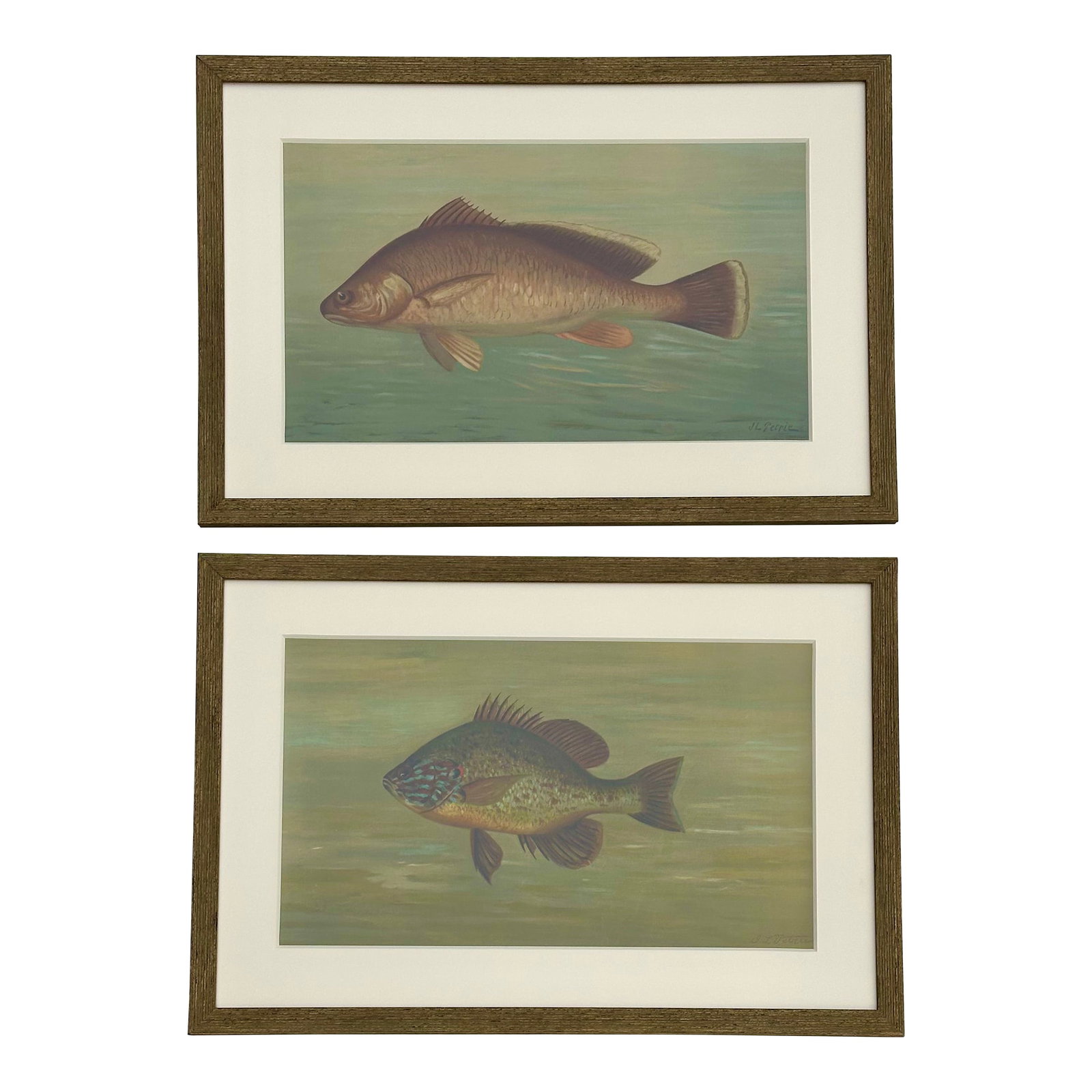 White Bass & Yellow Perch, Lithograph by Petrie, 1898, Set of 2, Framed: Set of 2, Original chromolithographs by J.L. Petrie, 1898. Custom framed. Dimensions: pair 22 x 31.5" , individual 22 x 15" Please note: If you purchase multiple items, we'll gladly combine shipping"&