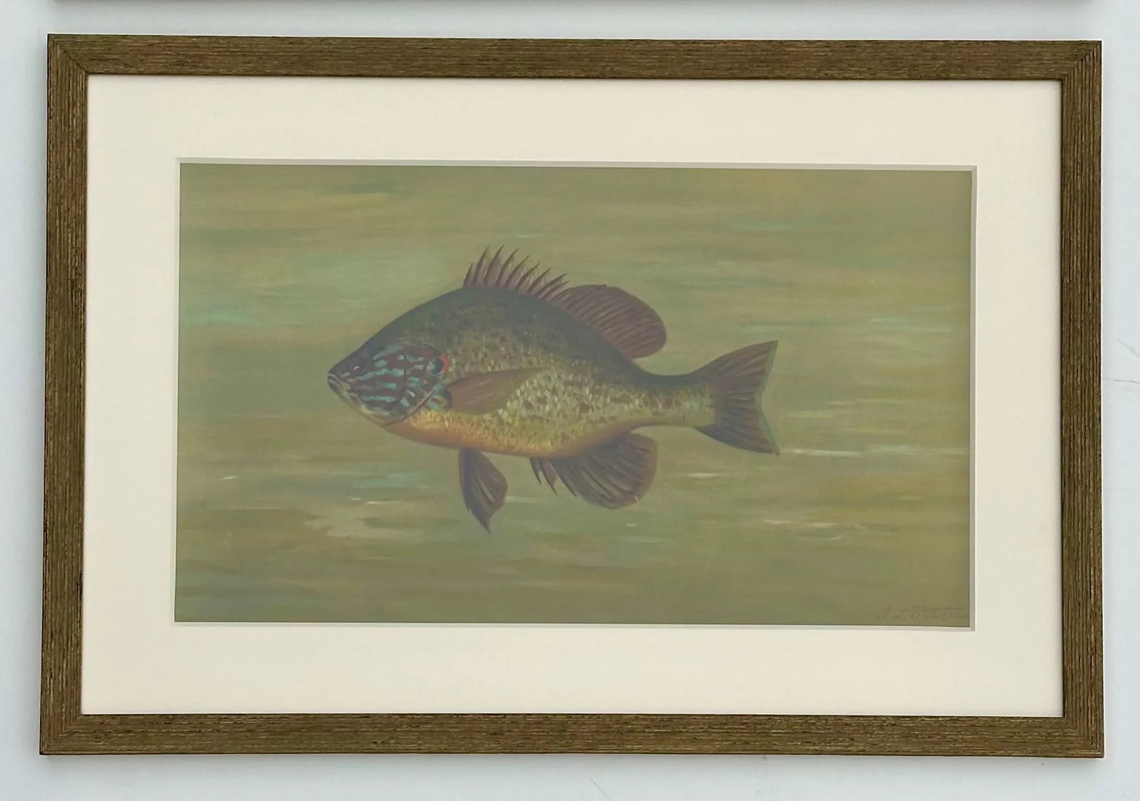 White Bass & Yellow Perch, Lithograph by Petrie, 1898, Set of 2, Framed - 2