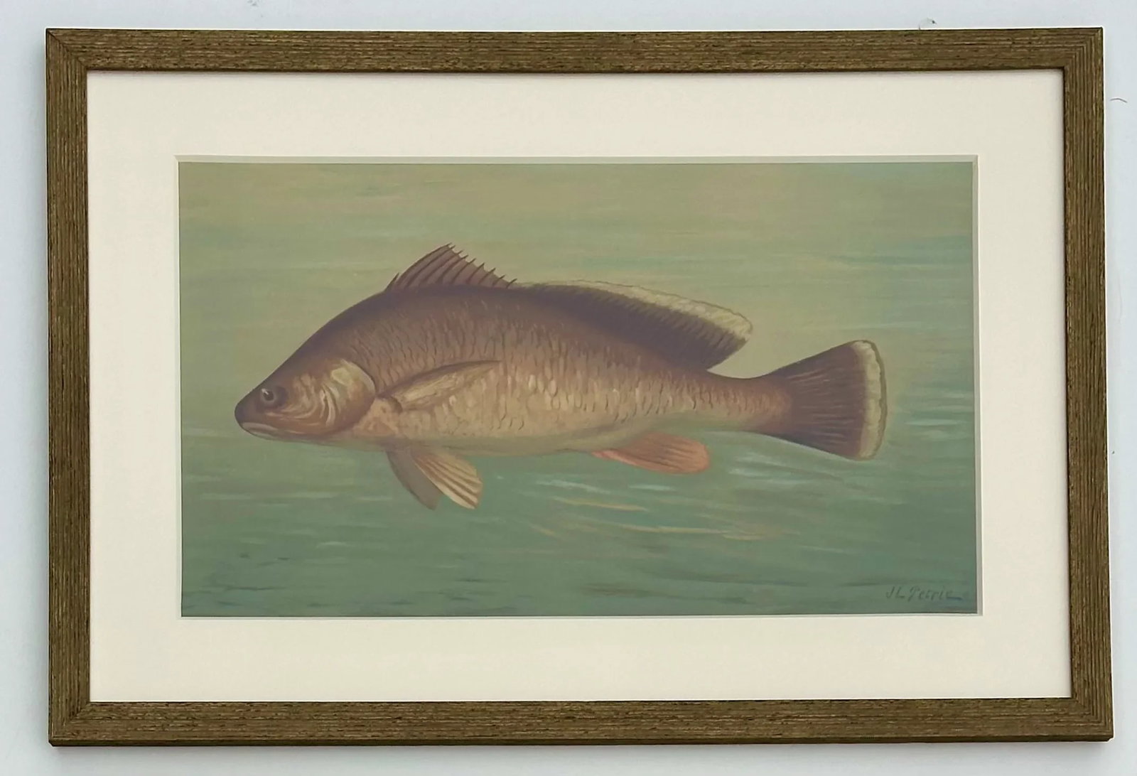 White Bass & Yellow Perch, Lithograph by Petrie, 1898, Set of 2, Framed - 3