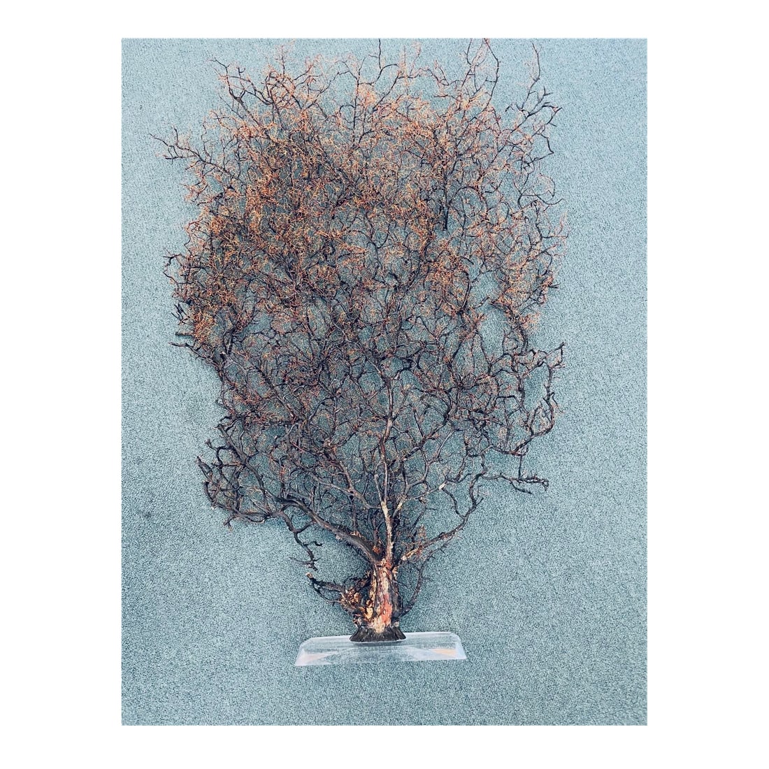1950s Rare 4 Ft Sea Fan on Stand Coastal Decor: Rare collectible coastal marine decor huge -4 ft by 3 ft sea fan on lucite stand. Natures Beauty at its best/ dendritic intricate natural design and color. Rare find welll preserved. Impressive
