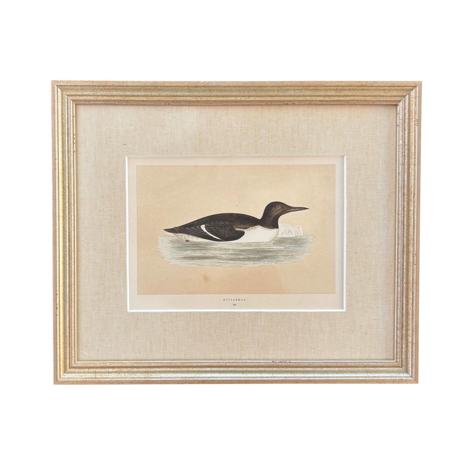 19th Century English Bird Engravings by Alexander Francis Lydon, Set 12 - 10