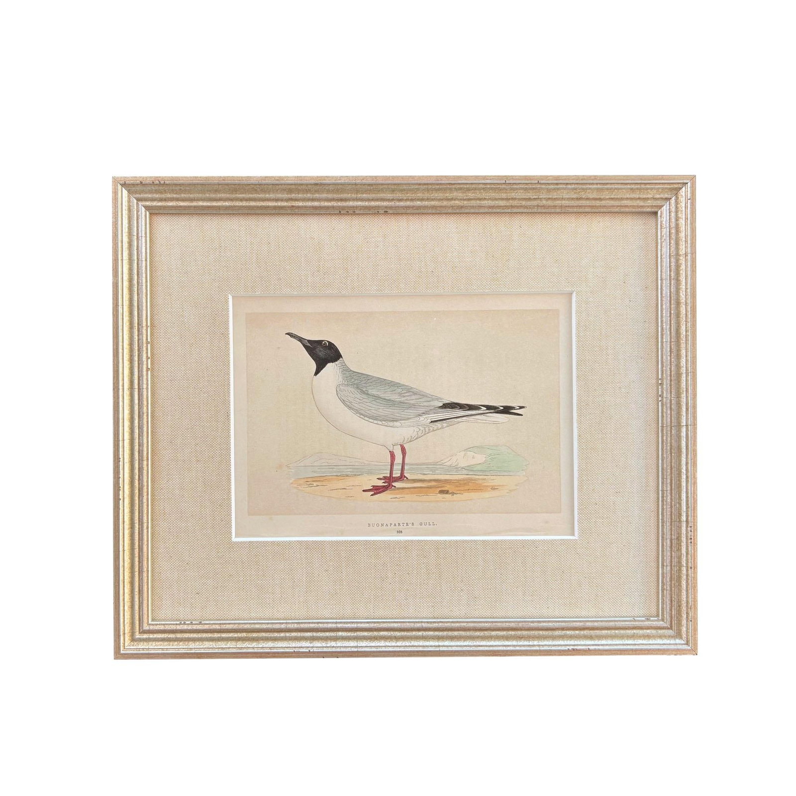 19th Century English Bird Engravings by Alexander Francis Lydon, Set 12 - 11