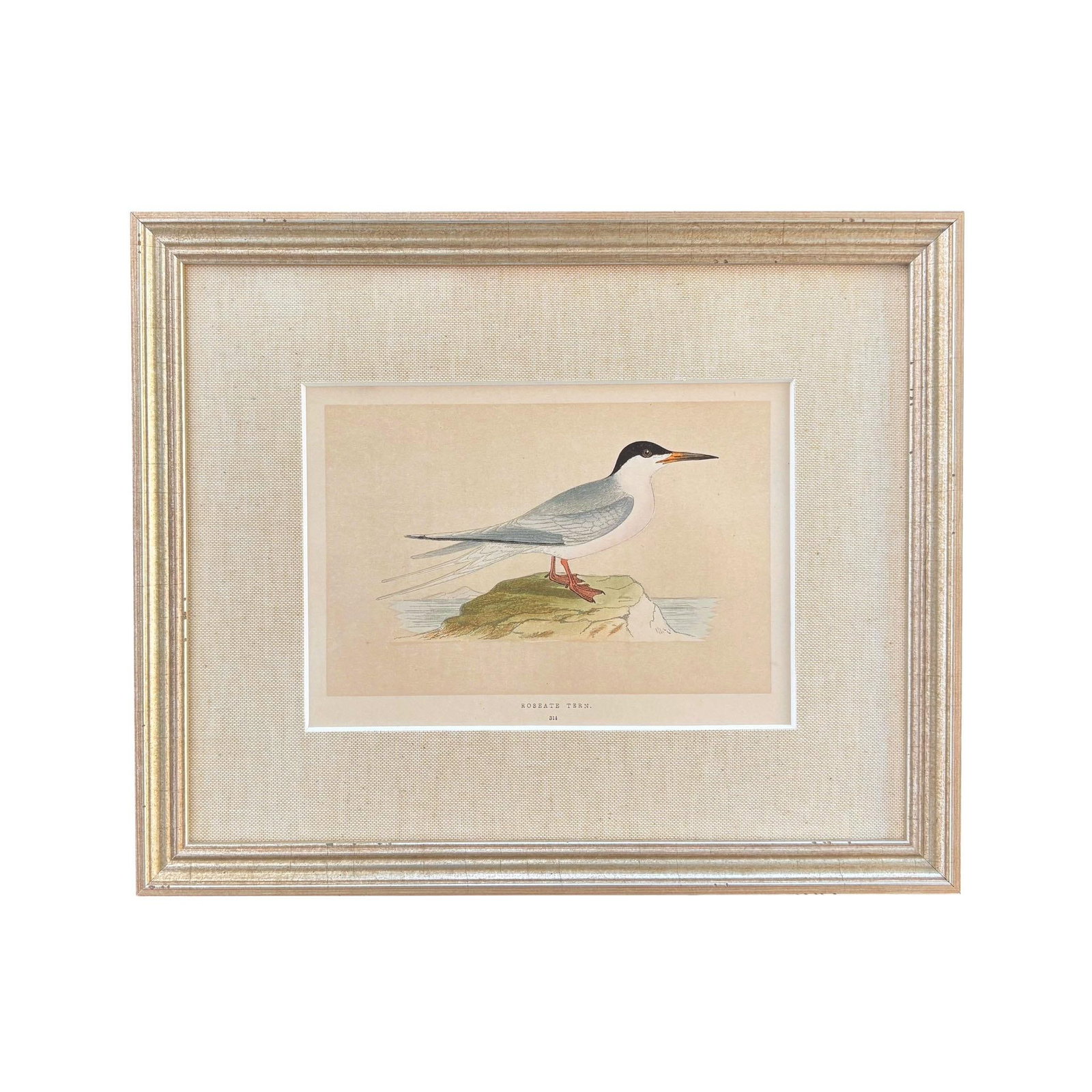 19th Century English Bird Engravings by Alexander Francis Lydon, Set 12 - 12
