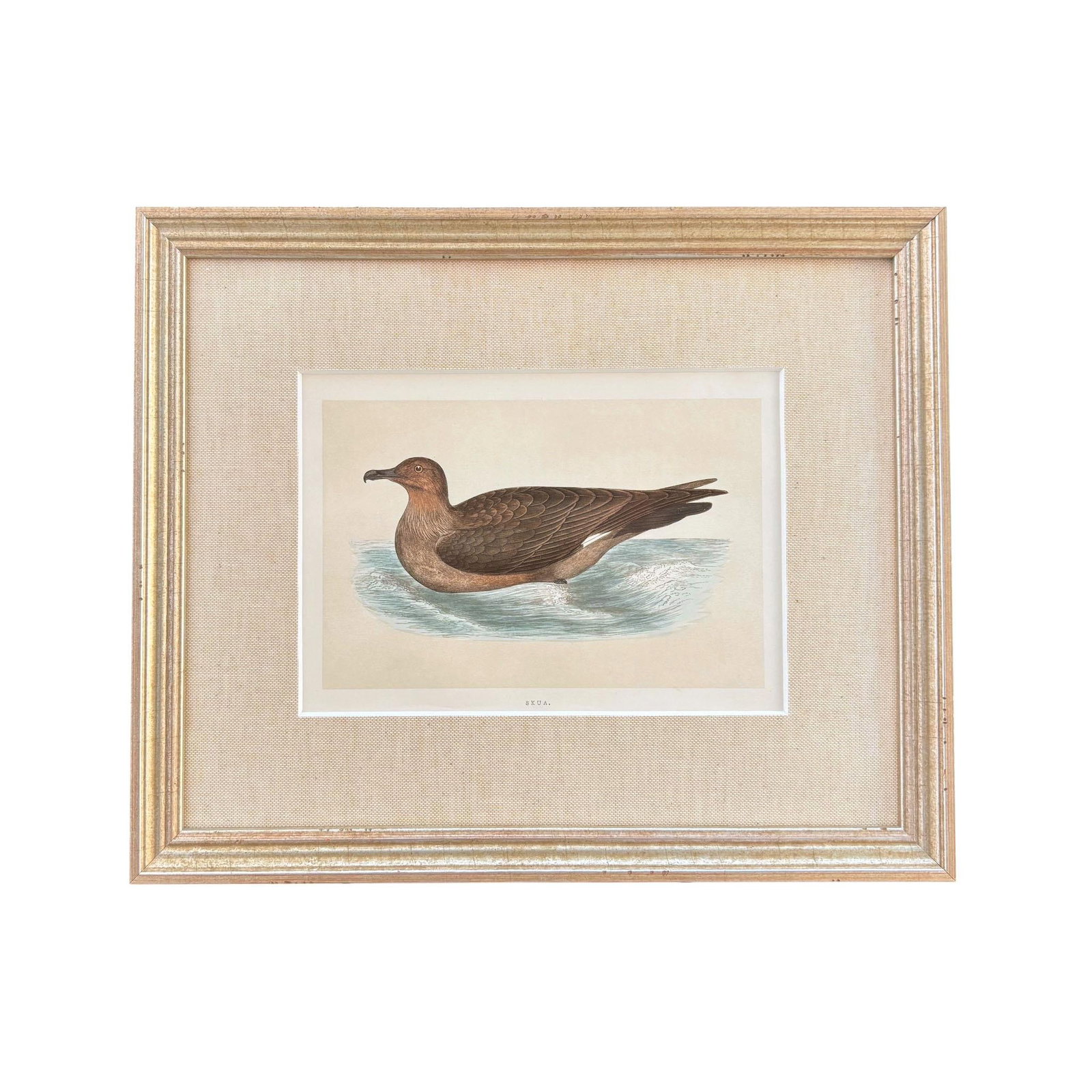 19th Century English Bird Engravings by Alexander Francis Lydon, Set 12 - 13