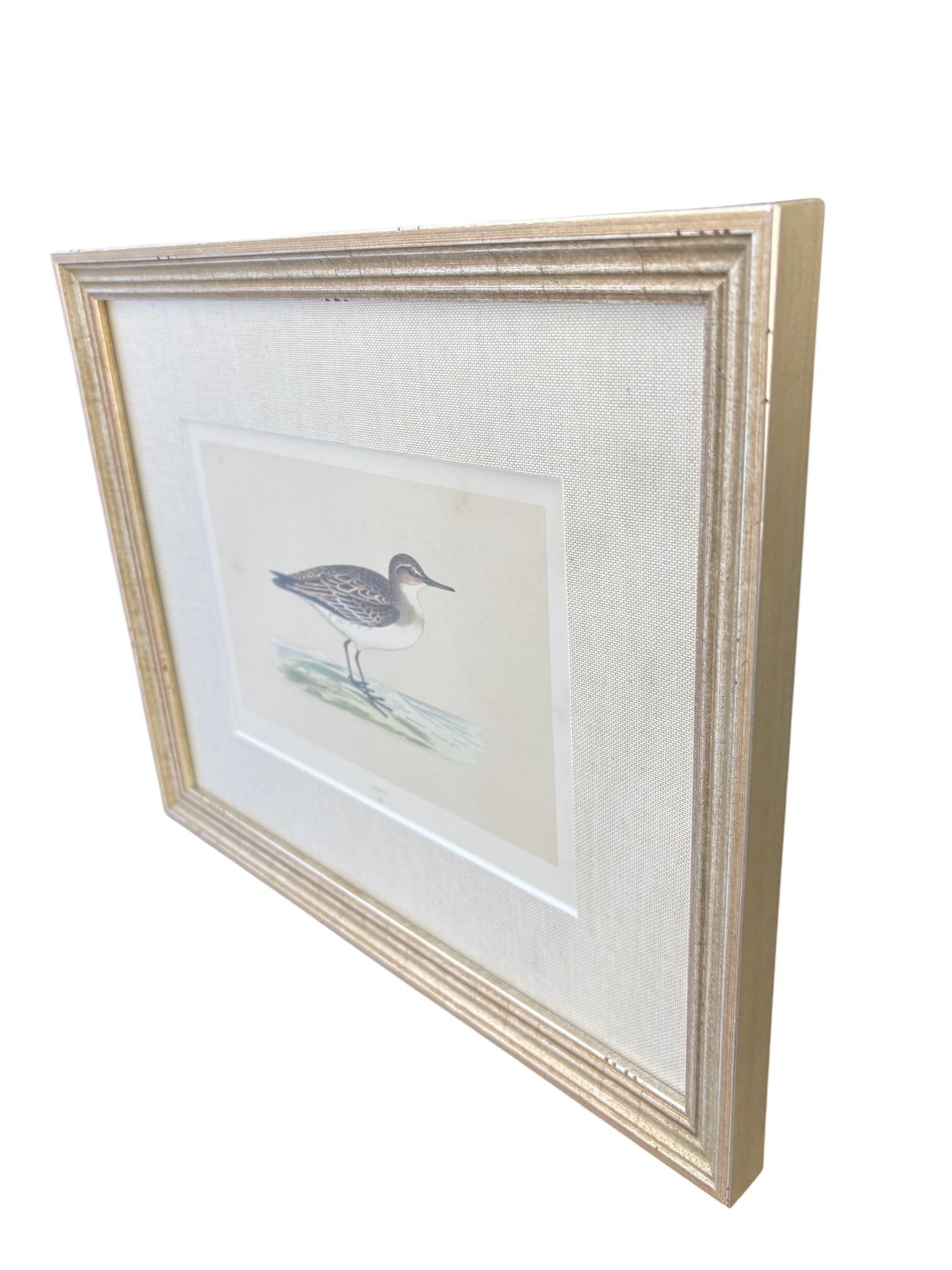 19th Century English Bird Engravings by Alexander Francis Lydon, Set 12 - 14