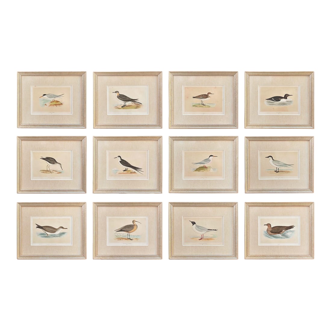 19th Century English Bird Engravings by Alexander Francis Lydon, Set 12: Curated set of twelve 19th century English ornithological engravings from Rev. F. O. Morris' "History of British Birds," illustrated by Alexander Francis Lydon and printed by Benjamin Fawcett between