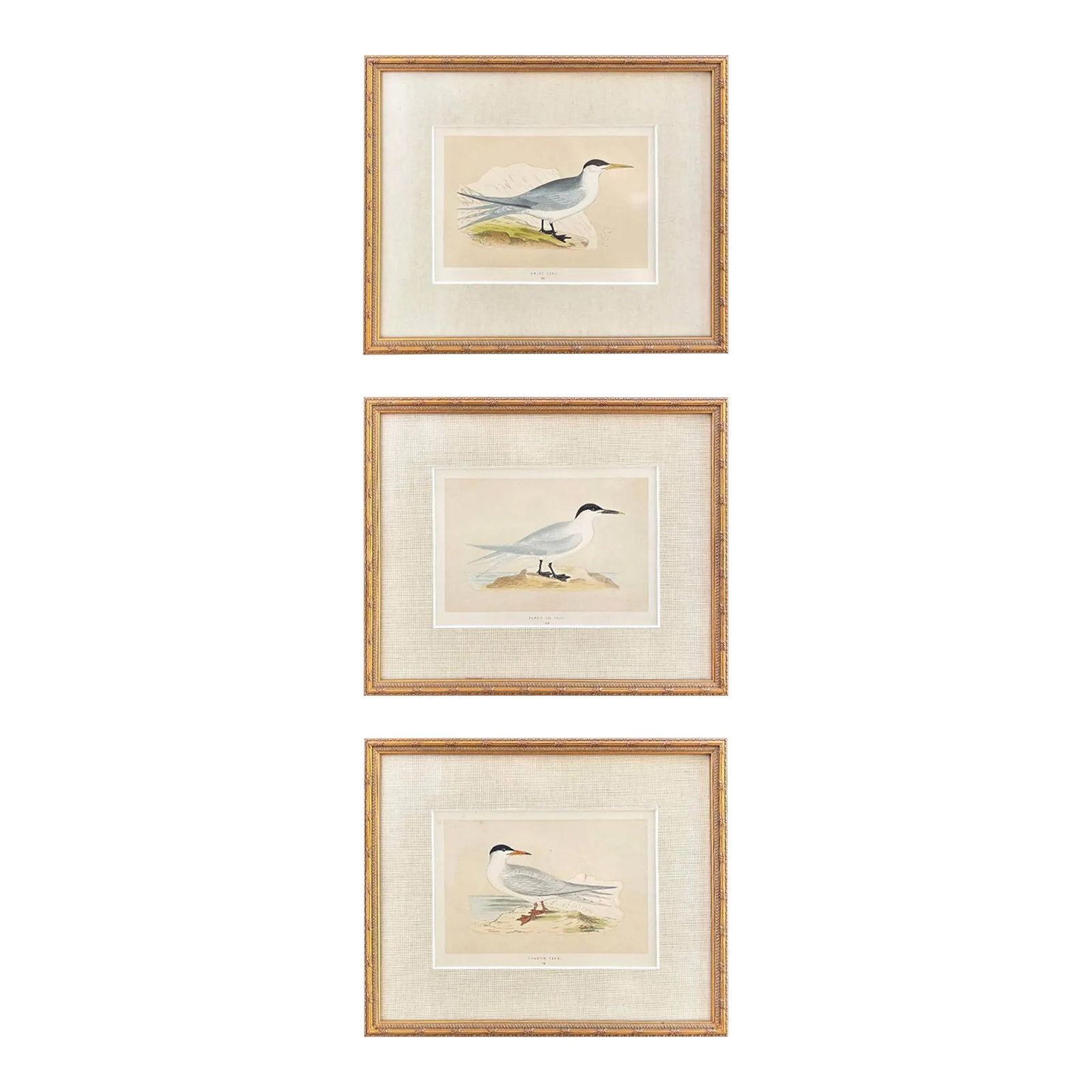 Antique Lydon Morris Hand Colored Seabird Ornithological Prints Framed Set of 3 Circa 1880: Set of three antique ornithological seabird prints by Lydon, printed by Morris, circa 1880, featuring the Sandwich Tern, Common Tern, and Swift Tern. Beautifully rendered in delicate hand-colored