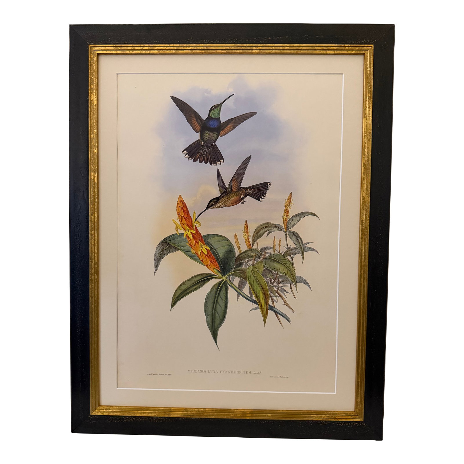 1990s Framed Print, Blue Breast or Sternoclyta Cyaneipectus (Plate 58 Hill House Edition) Reproducti: This is a special-edition facsimile of the Blue Breast or Sternoclyta Cyaneipectus (Plate 58) from Volume II of A Monograph of the Trochilidae or Family of Humming-Birds by John Gould, originally