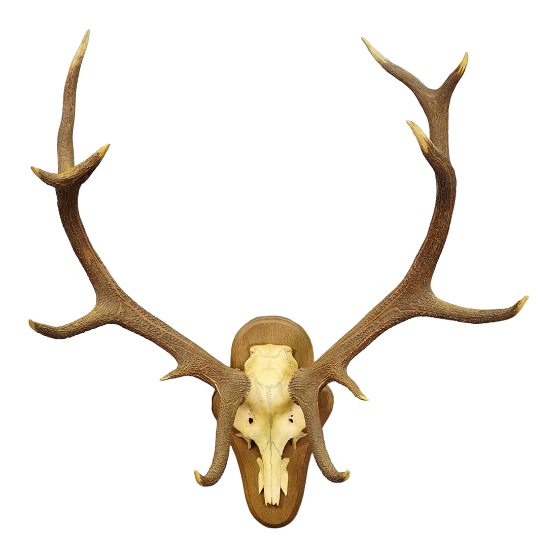 Black Forest 12 Pointer Red Deer Trophy on Wooden Plaque - Germany 1930: Black Forest 12 Pointer Red Deer Trophy on Wooden Plaque - Germany 1930 Item e8182 A capital 12 pointer red deer (Cervus elaphus) trophy from Germany, shot arround 1930. The large antlers are mounted 