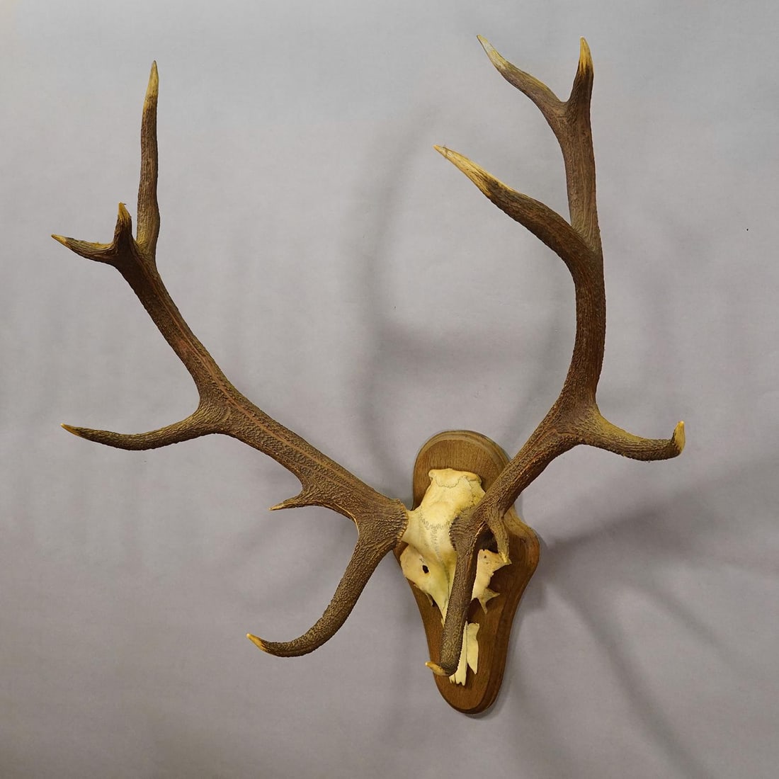 Black Forest 12 Pointer Red Deer Trophy on Wooden Plaque - Germany 1930 - 2