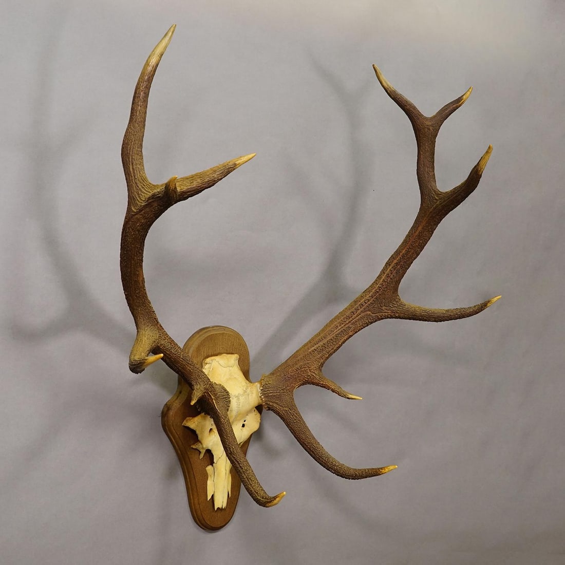 Black Forest 12 Pointer Red Deer Trophy on Wooden Plaque - Germany 1930 - 3
