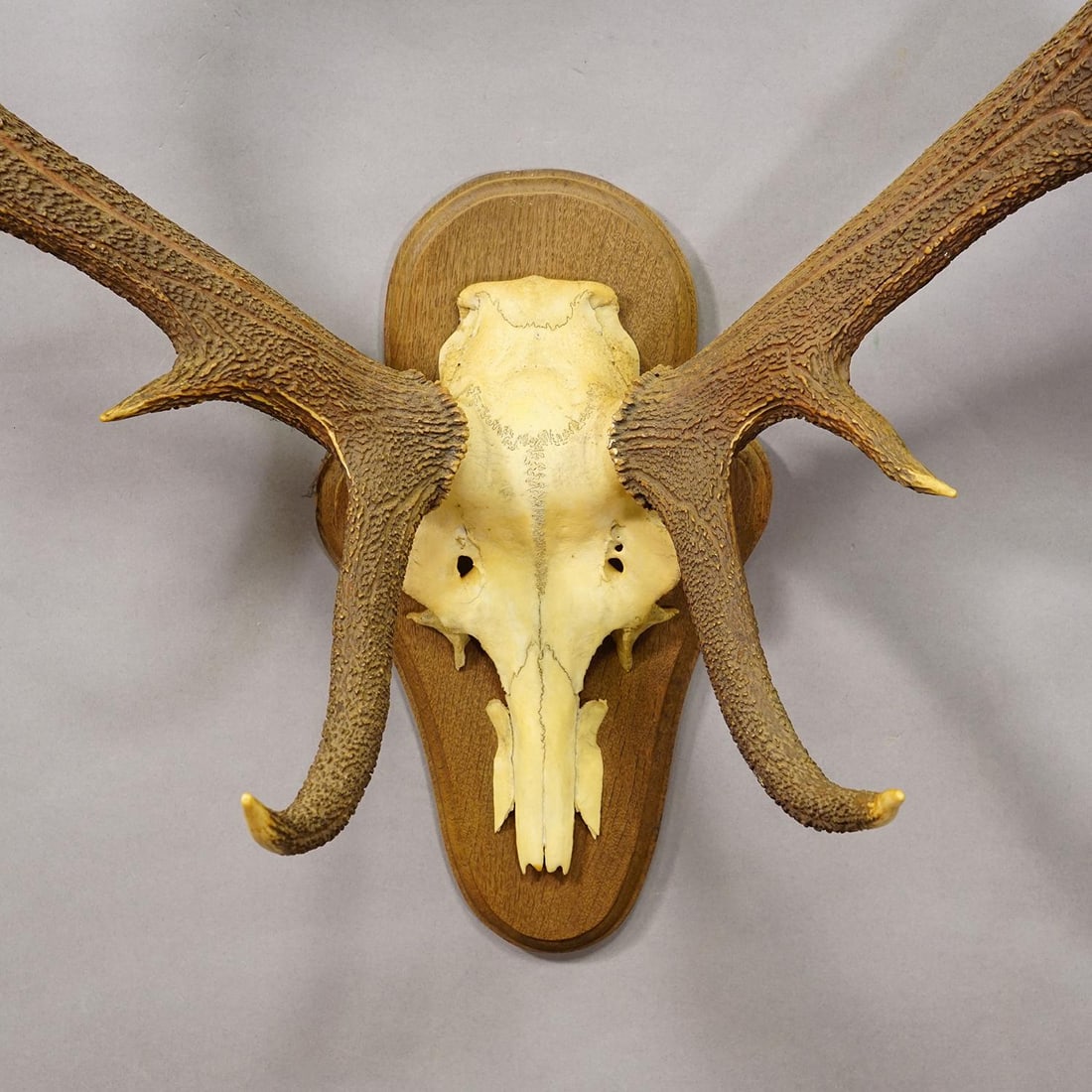 Black Forest 12 Pointer Red Deer Trophy on Wooden Plaque - Germany 1930 - 4