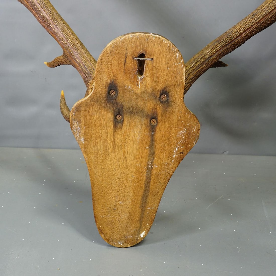 Black Forest 12 Pointer Red Deer Trophy on Wooden Plaque - Germany 1930 - 5