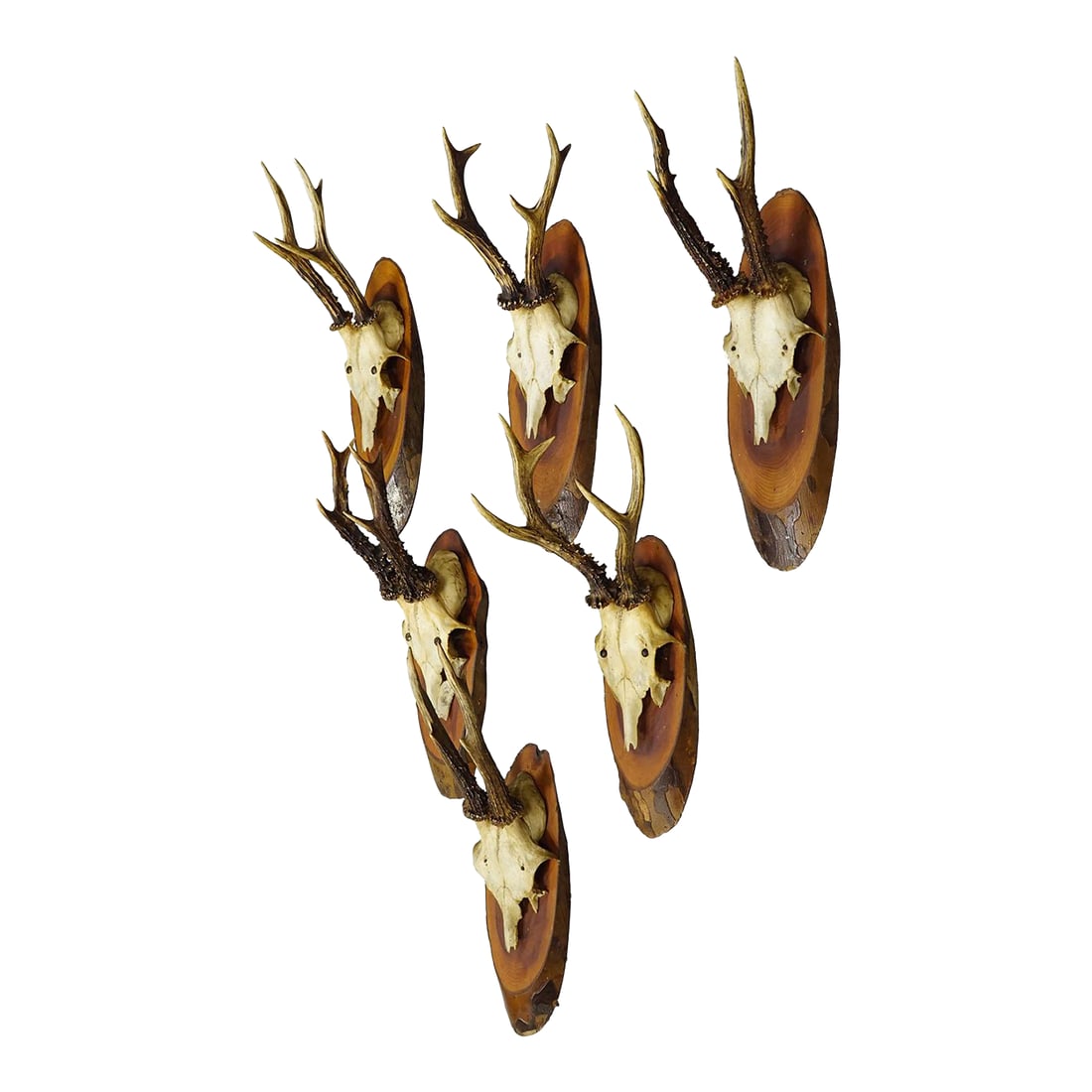 Set of Six Roe Deer Trophies on Wooden Slices Germany Ca. 1950s: Set of Six Roe Deer Trophies on Wooden Slices Germany ca. 1950s A vintage set of six large Black Forest roe deer (Capreolus capreolus) trophies mounted on wooden slices. The trophies were shot in