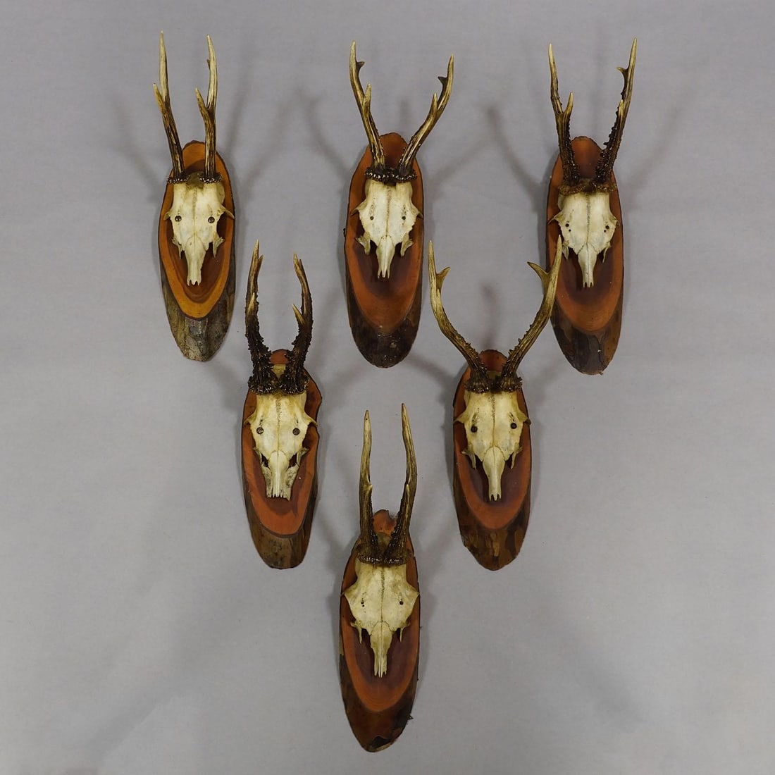 Set of Six Roe Deer Trophies on Wooden Slices Germany Ca. 1950s - 2