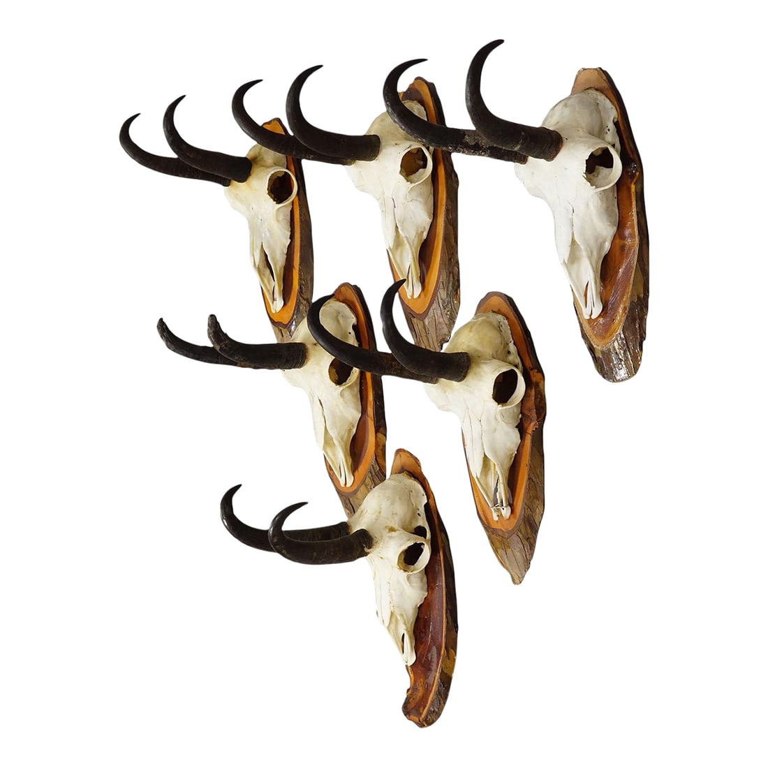 Vintage Set of Six Chamois Trophies on Wooden Plaques, Germany Ca. 1970s: Vintage Set of Six Chamois Trophies on Wooden Plaques, Germany ca. 1970s A set of six vintage chamois (Rupicapra rupicapra) trophies mounted on wooden plaques. The trophies were shot in Germany around