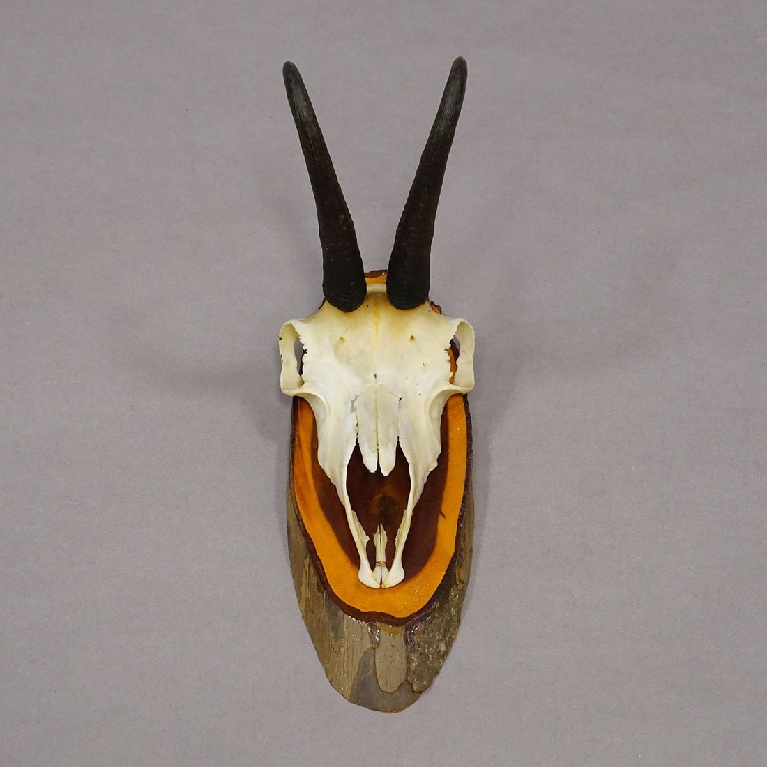 Vintage Set of Six Chamois Trophies on Wooden Plaques, Germany Ca. 1970s - 3