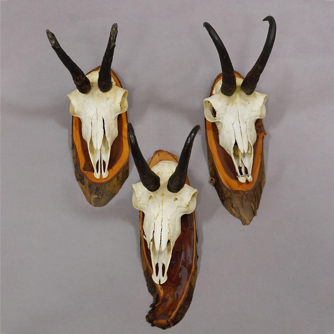Vintage Set of Six Chamois Trophies on Wooden Plaques, Germany Ca. 1970s - 5