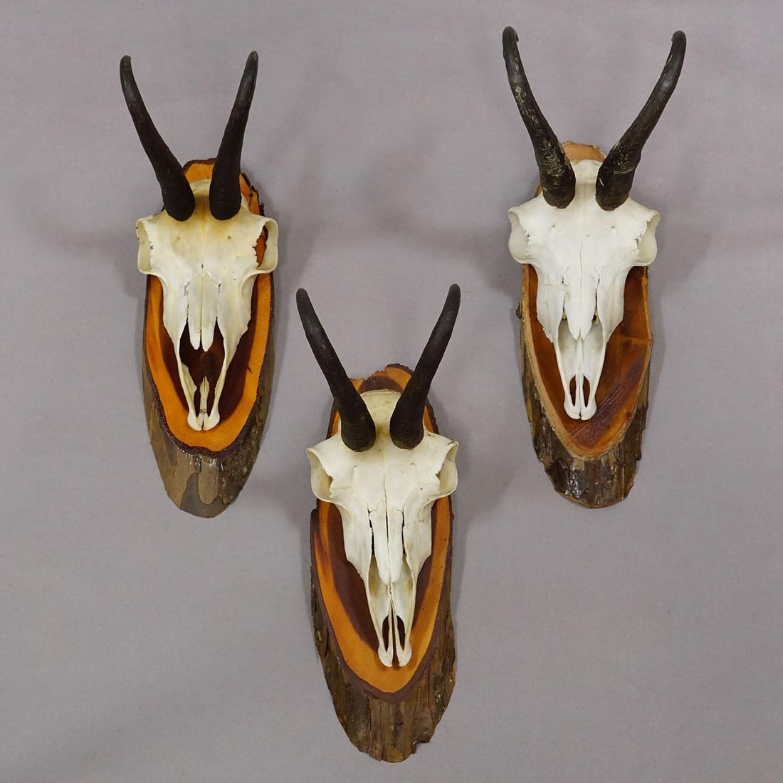 Vintage Set of Six Chamois Trophies on Wooden Plaques, Germany Ca. 1970s - 6