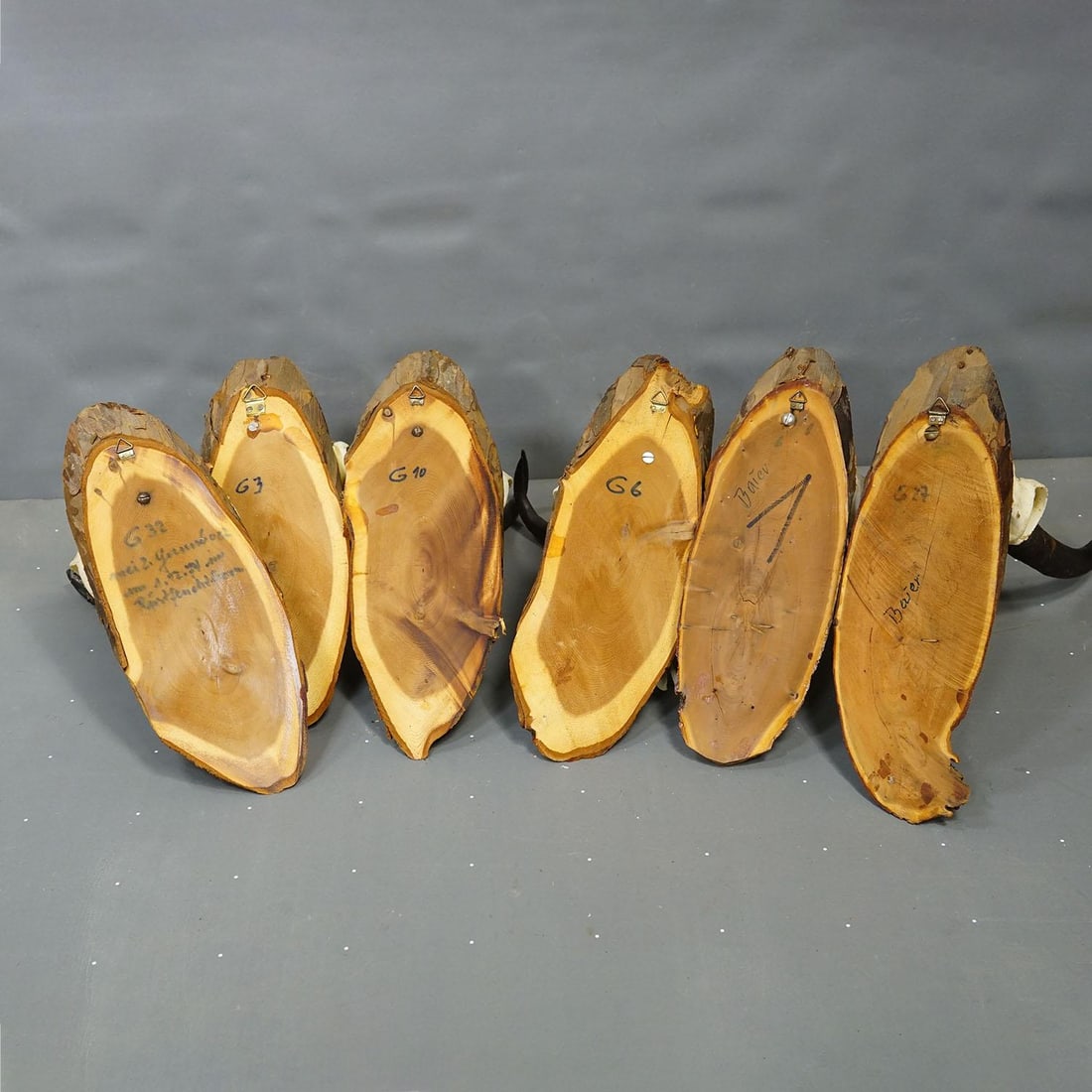 Vintage Set of Six Chamois Trophies on Wooden Plaques, Germany Ca. 1970s - 7