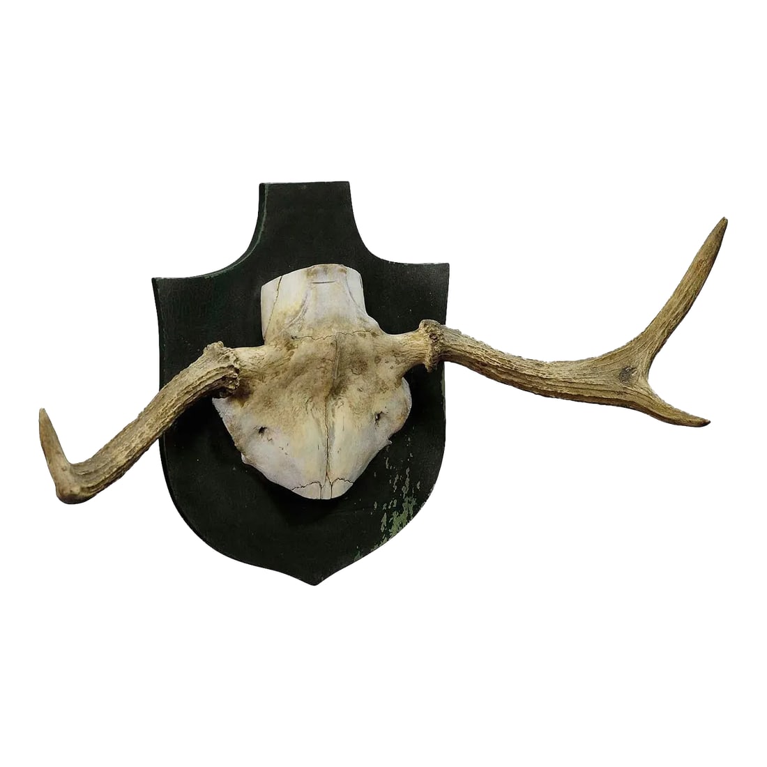Particular Trophy of an Abnorme Moose From a Noble Estate Ca. 1930s: Particular Trophy of an Abnorme Moose from a Noble Estate ca. 1930s A particular trophy of an abnorme moose (Alces alces) from the palace of Salem in South Germany. It was shot by a member of the