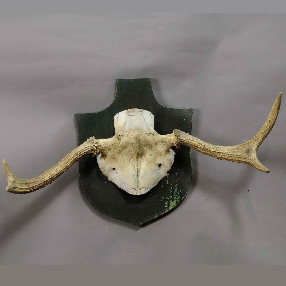 Particular Trophy of an Abnorme Moose From a Noble Estate Ca. 1930s - 2
