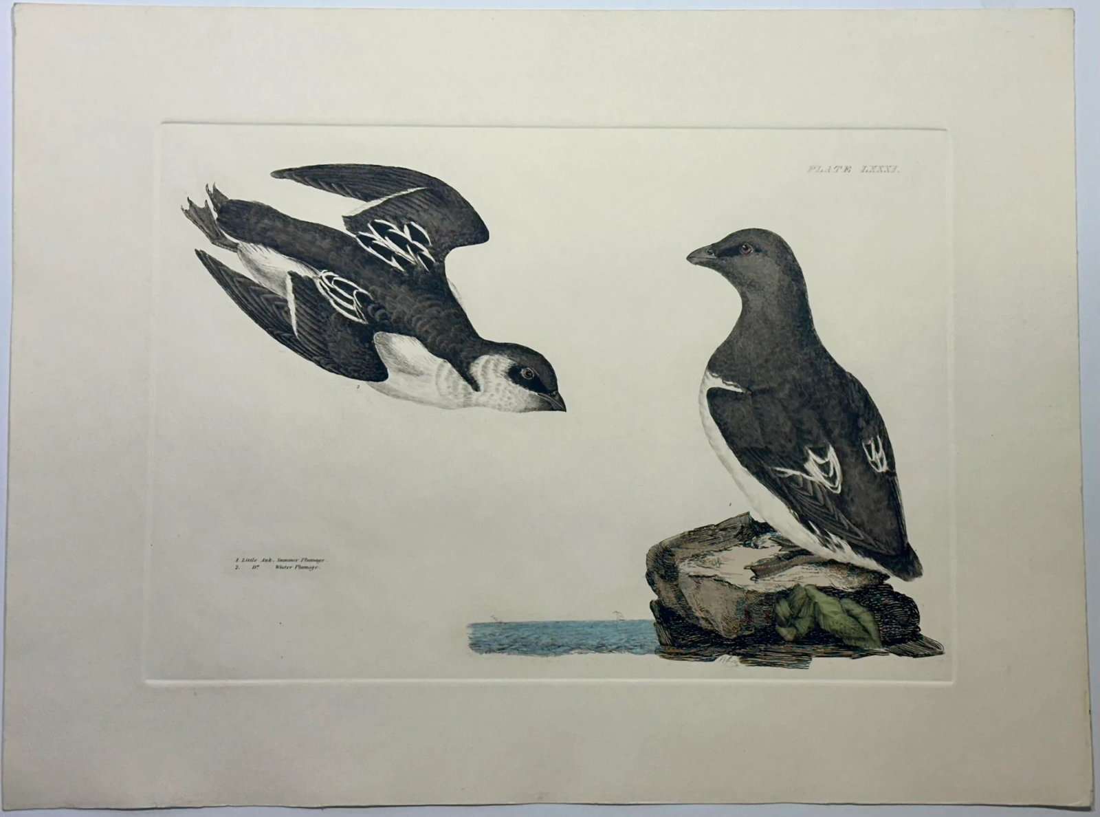 20th Century Little Auk Ornithology Print - 2