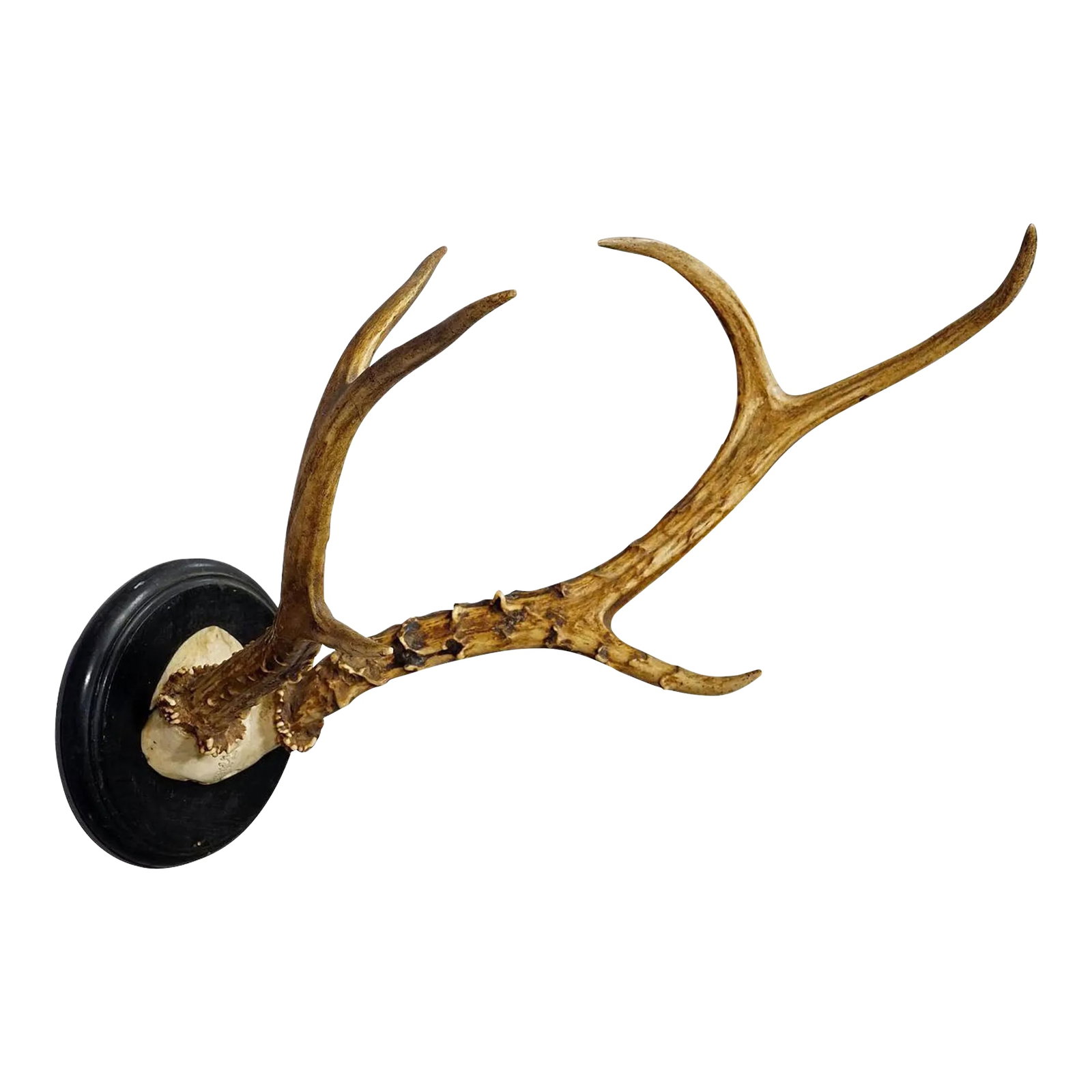 Large Siberian Deer Trophy Mount on Wooden Plaque ca. 1900s (1 of 6)