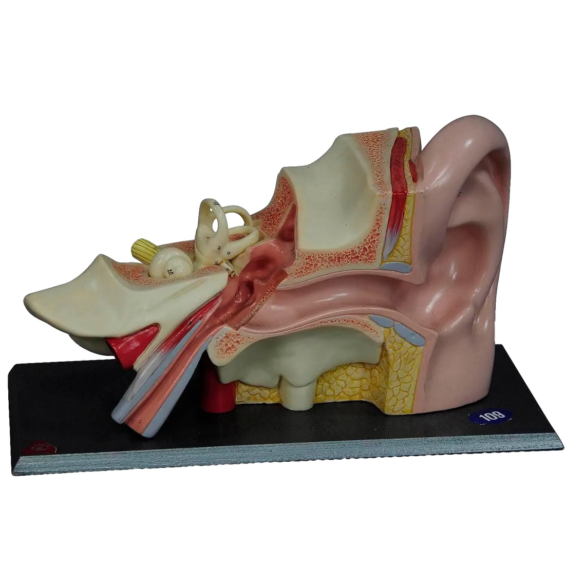Vintage Teaching Aid Model of an Ear Somso Ca. 1960 (1 of 6)