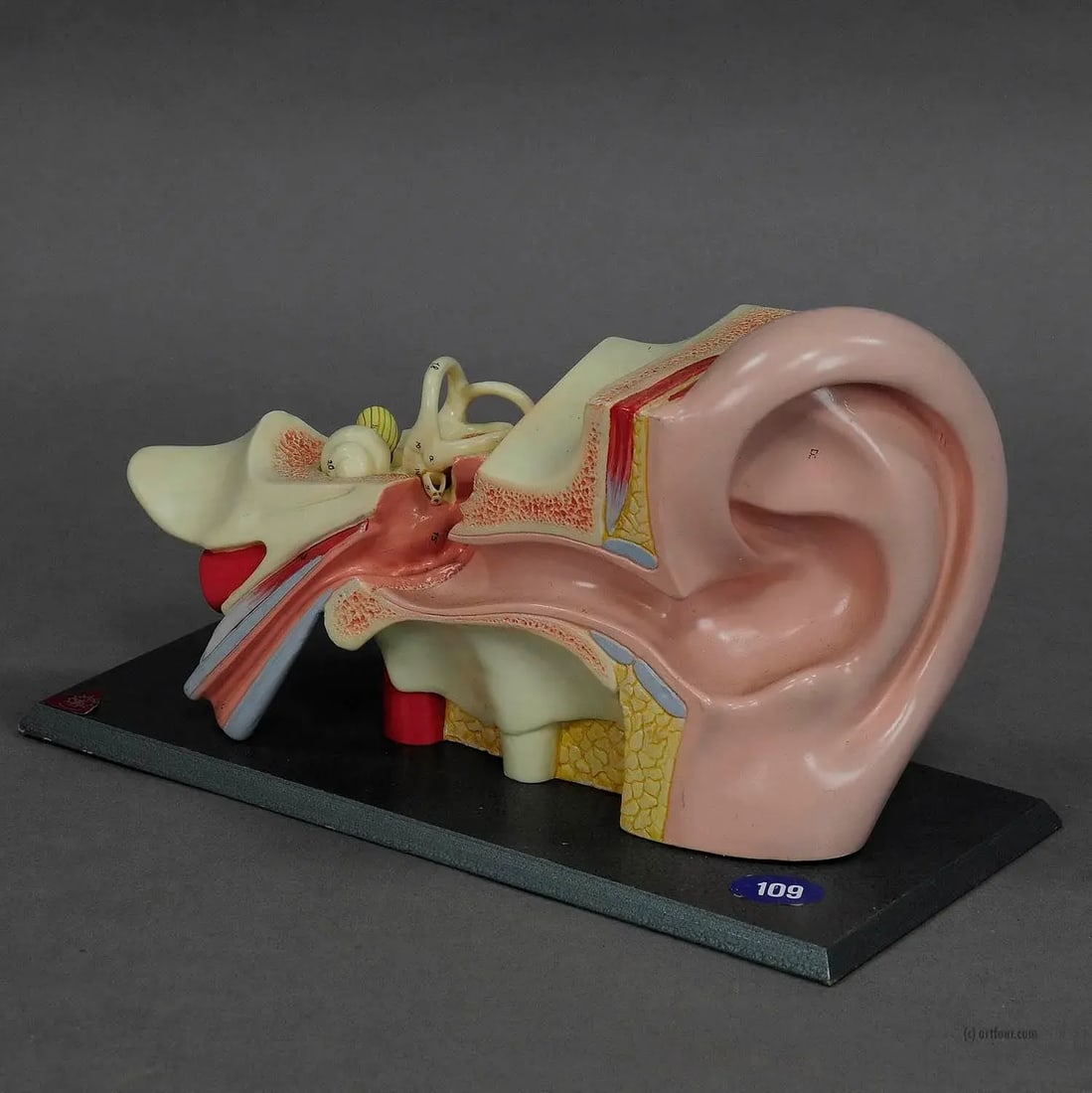 Vintage Teaching Aid Model of an Ear Somso Ca. 1960 - 2