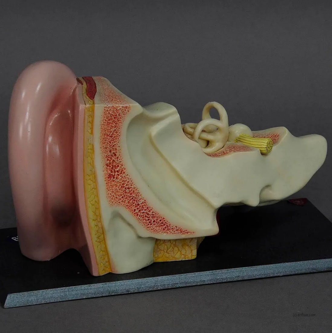 Vintage Teaching Aid Model of an Ear Somso Ca. 1960 - 3