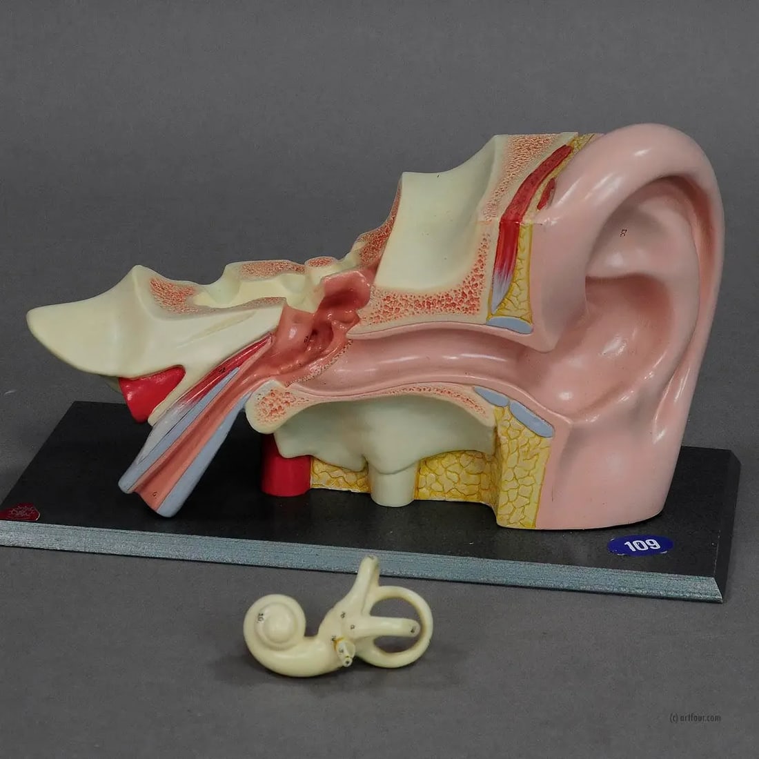 Vintage Teaching Aid Model of an Ear Somso Ca. 1960 - 4