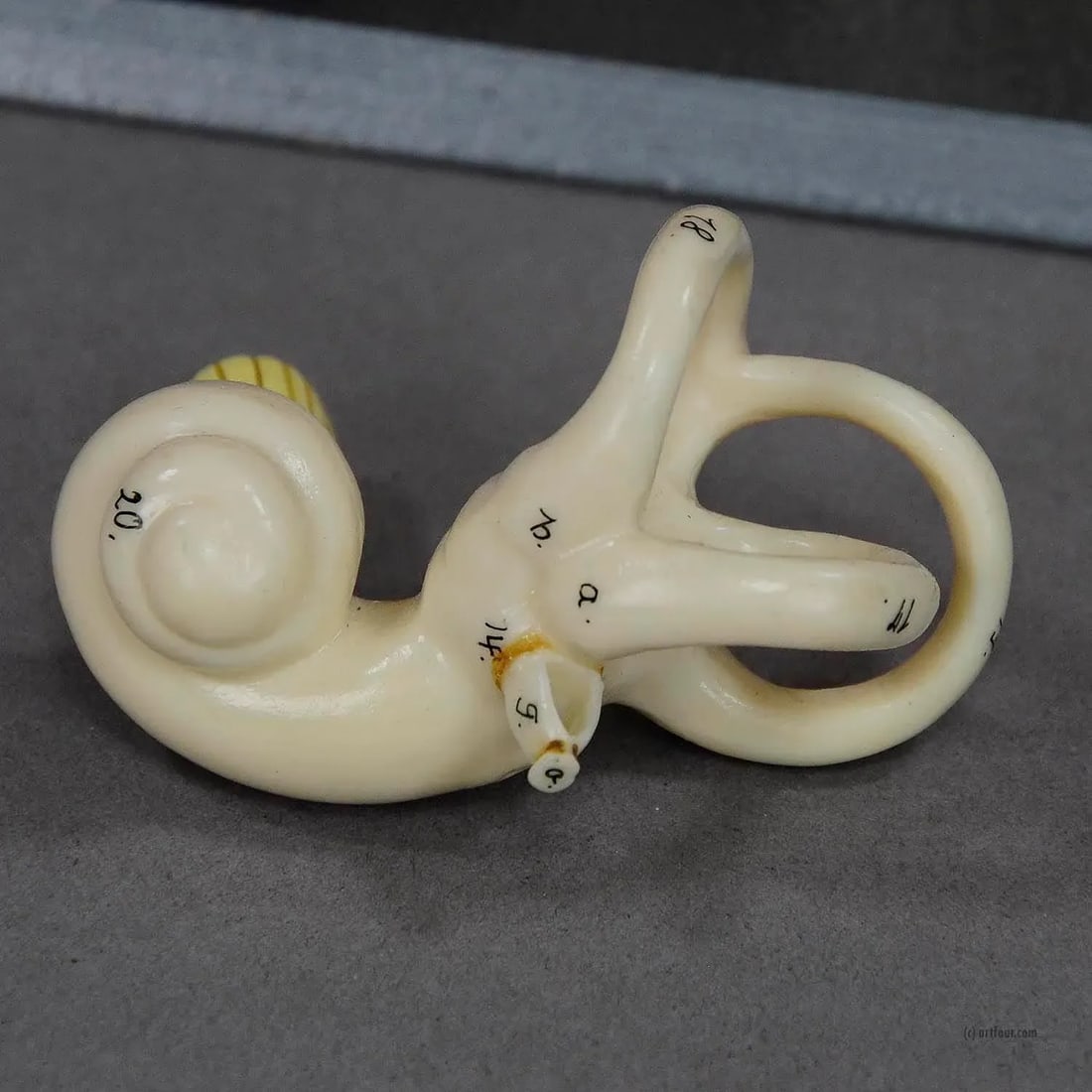 Vintage Teaching Aid Model of an Ear Somso Ca. 1960 - 5