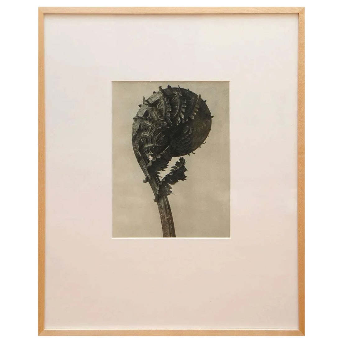 Original Botanical Photogravure After Karl Blossfeldt: After Karl Blossfeldt (1865-1932) original botanical photogravure of a fern. From Urformen Der Kunst, 1929 on woven paper with old binding at left margin edge and label from Atlantic Gallery, Ltd.,