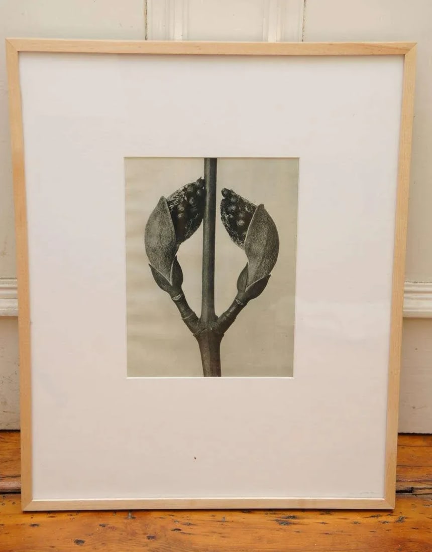 Karl Blossfeldt, Botanical Image From "Urformen Der Kunst" - 2