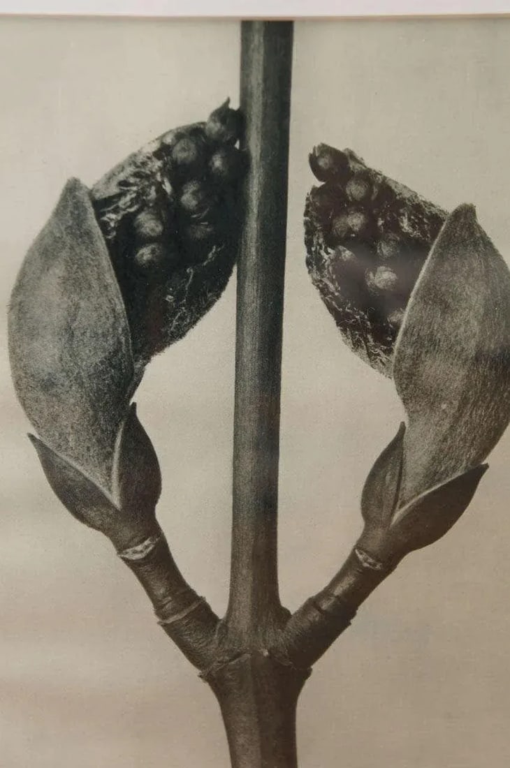 Karl Blossfeldt, Botanical Image From "Urformen Der Kunst" - 3